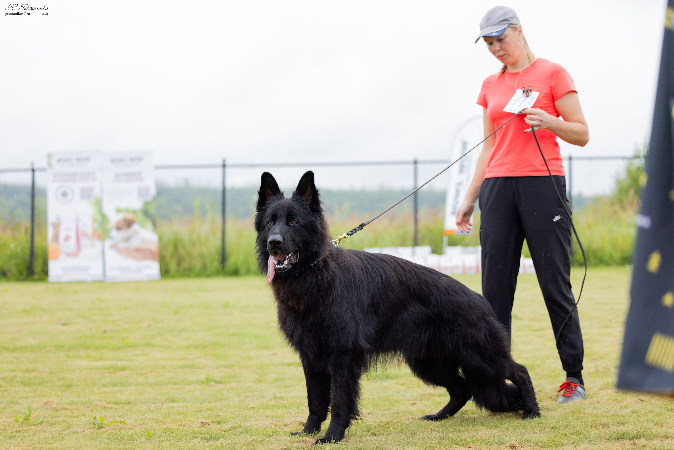 Ярославль 21.07.24 и Балашиха 13.07.24. Фотограф-анималист Юлия Германика