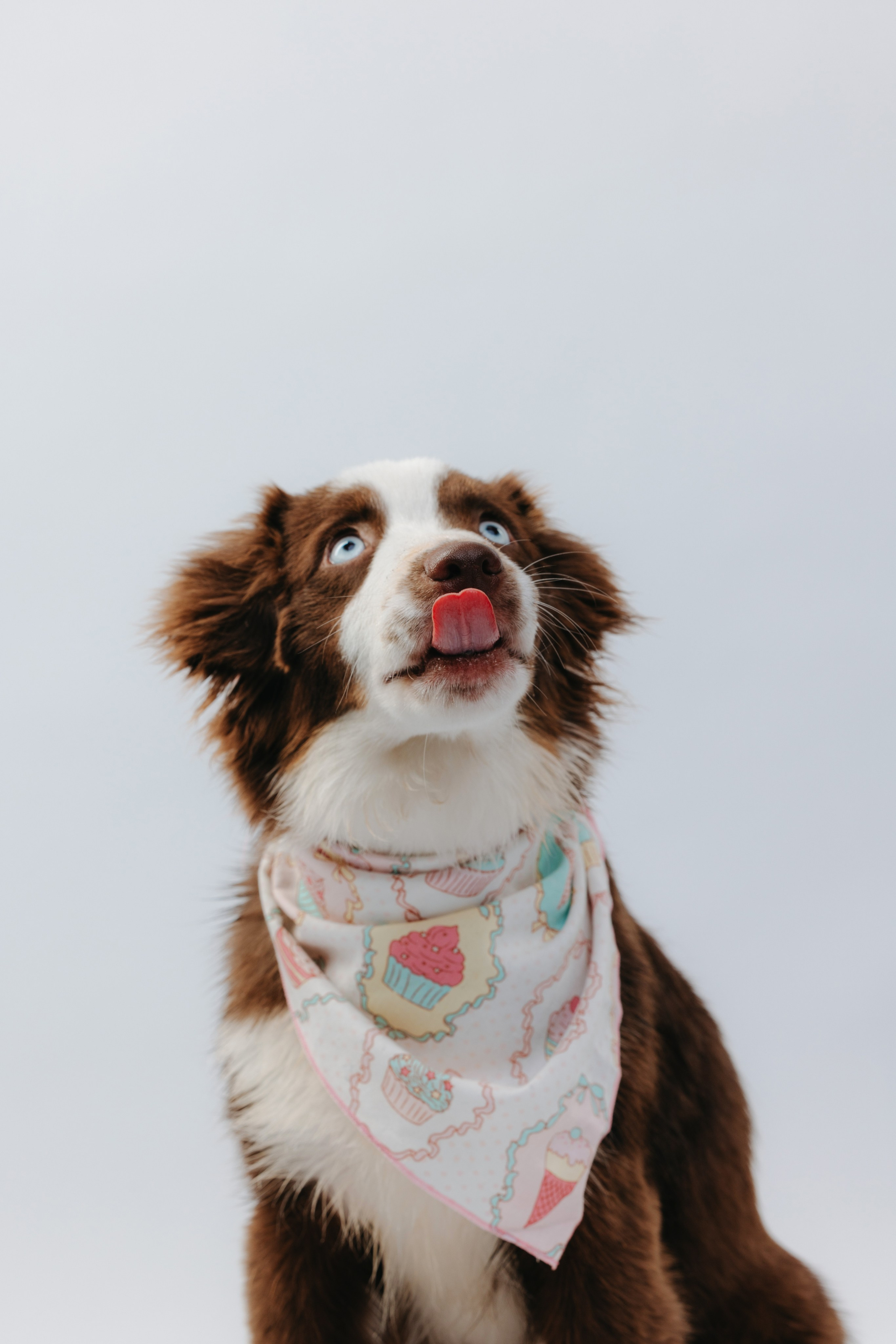 Миниаусси Дайс. Фотограф анималист Осипчикова Мария