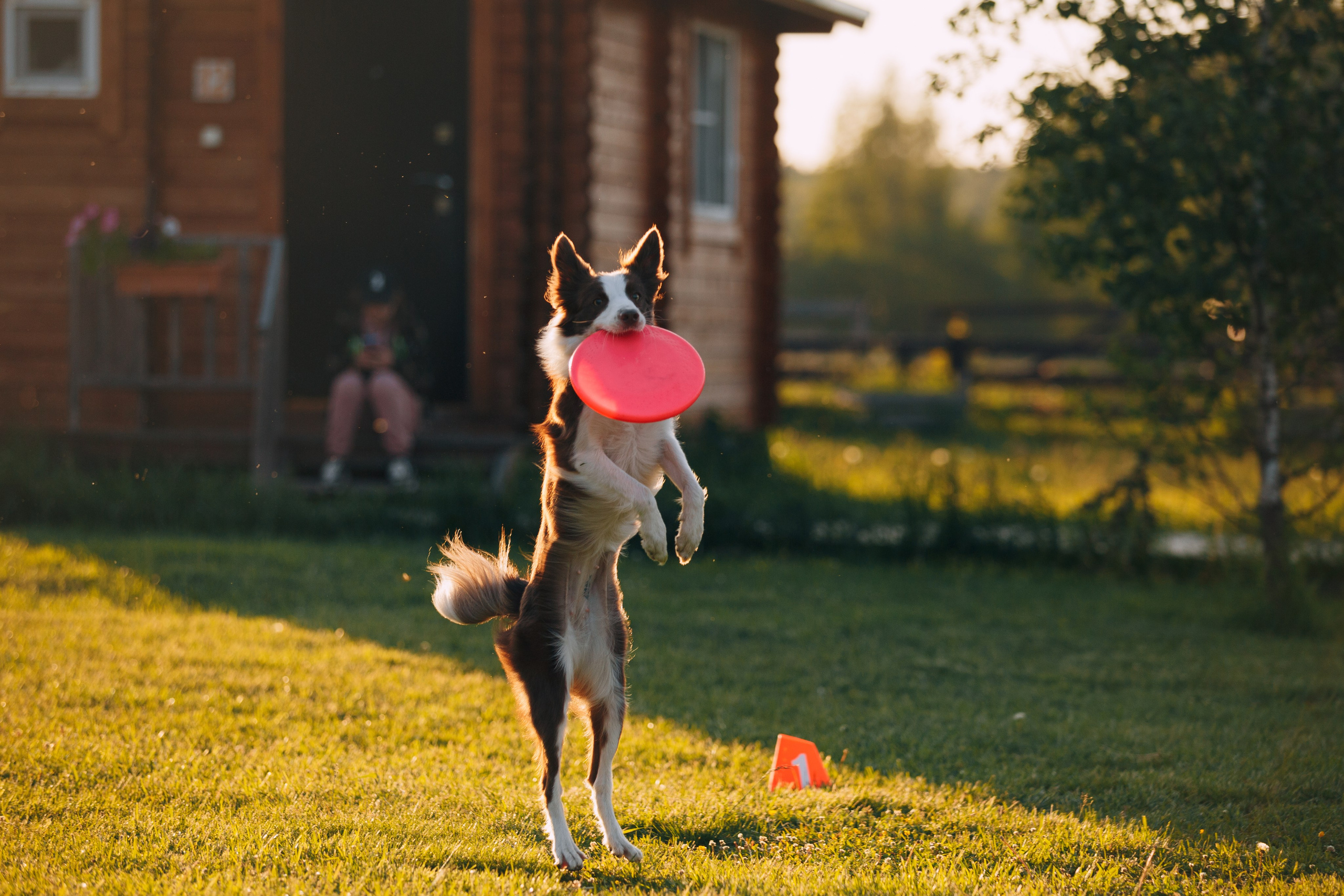 Кинологический лагерь в Горыныче. Фотограф анималист Кристина Карпова, Москва