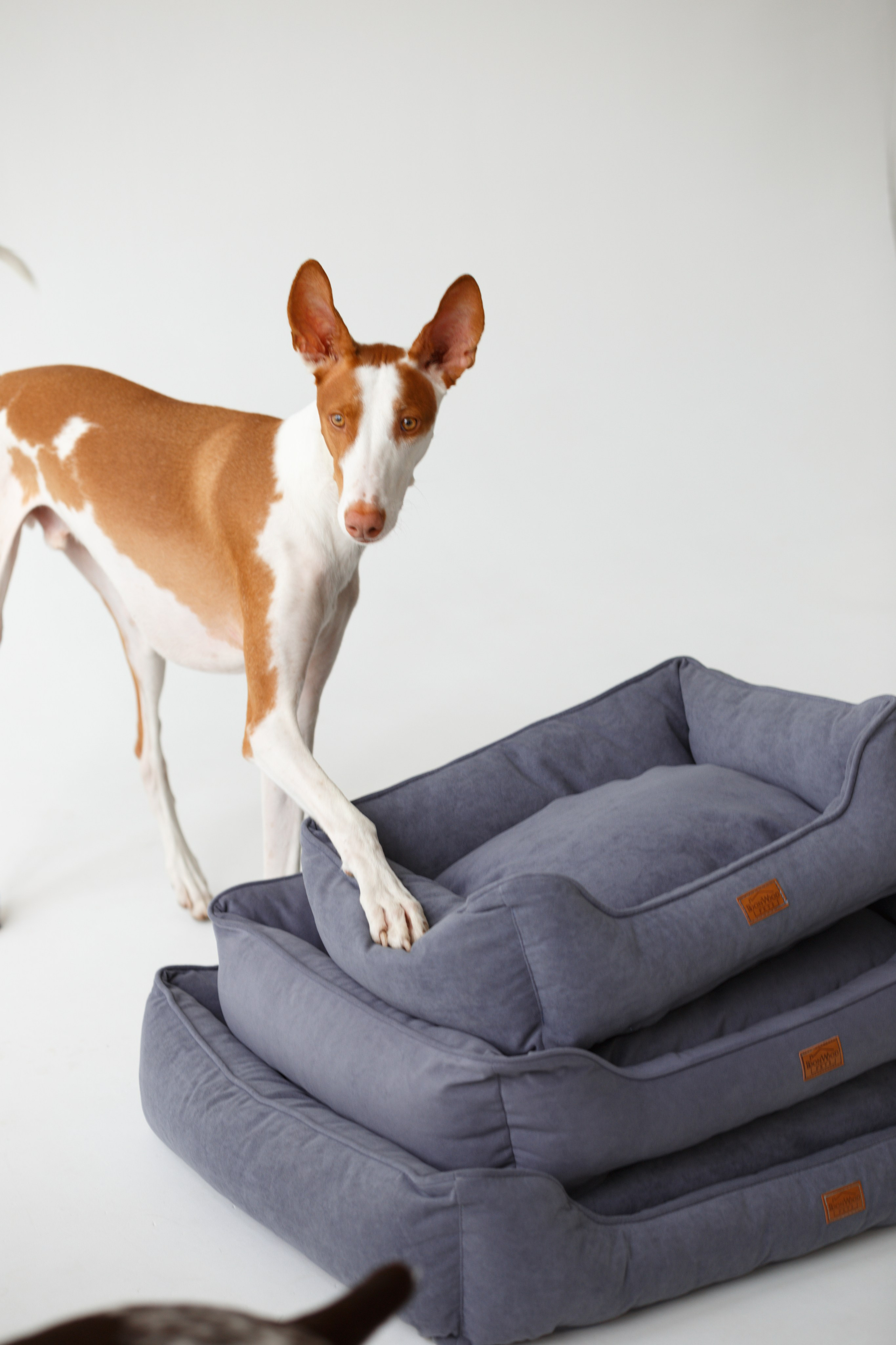 Boonwood Pets лежанки для животных. Фотограф анималист Кристина Карпова, Москва