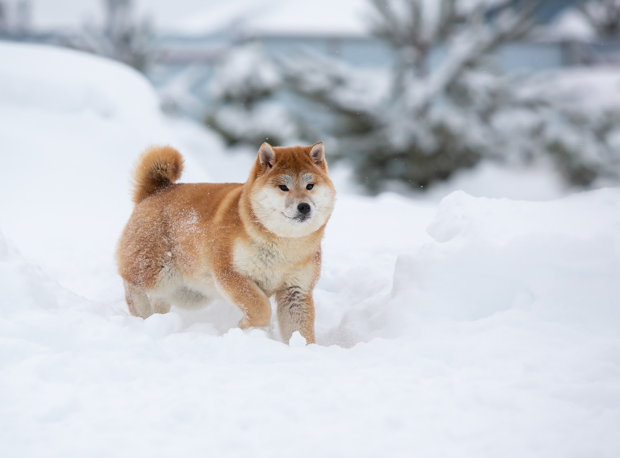СИБА. SHIOMARU Питомник сиба и акита-ину