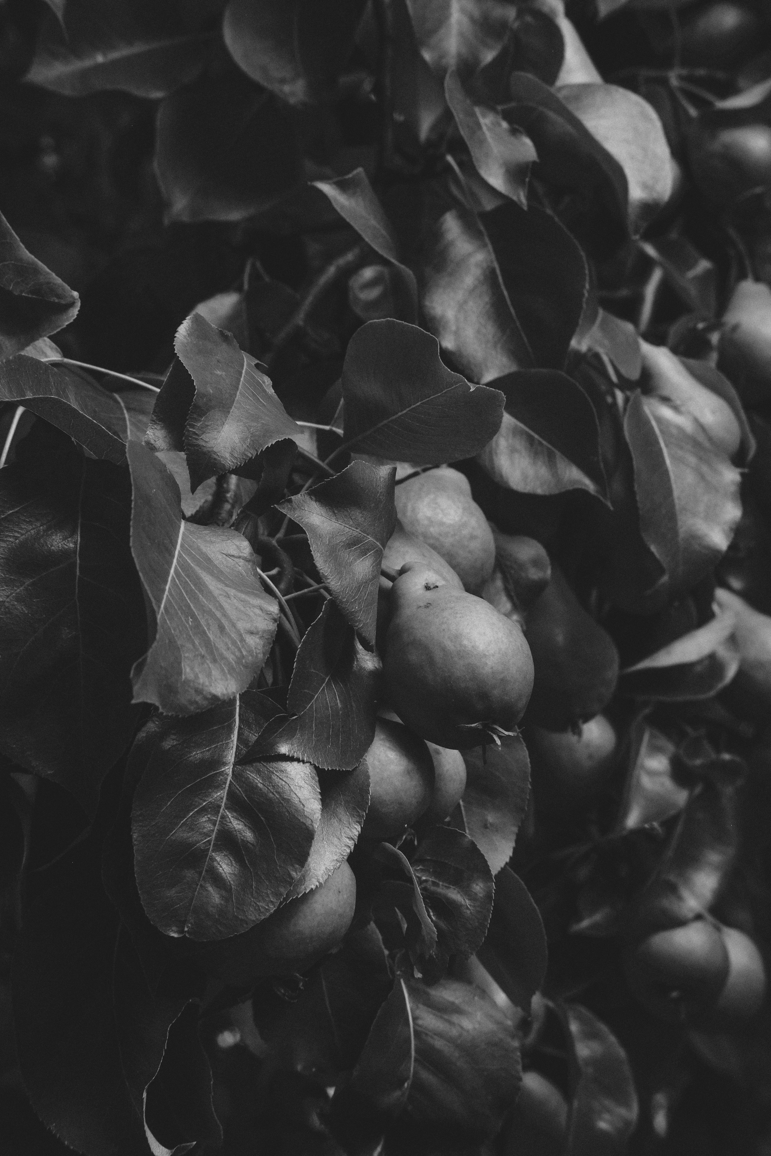 Жизнь сада. Works