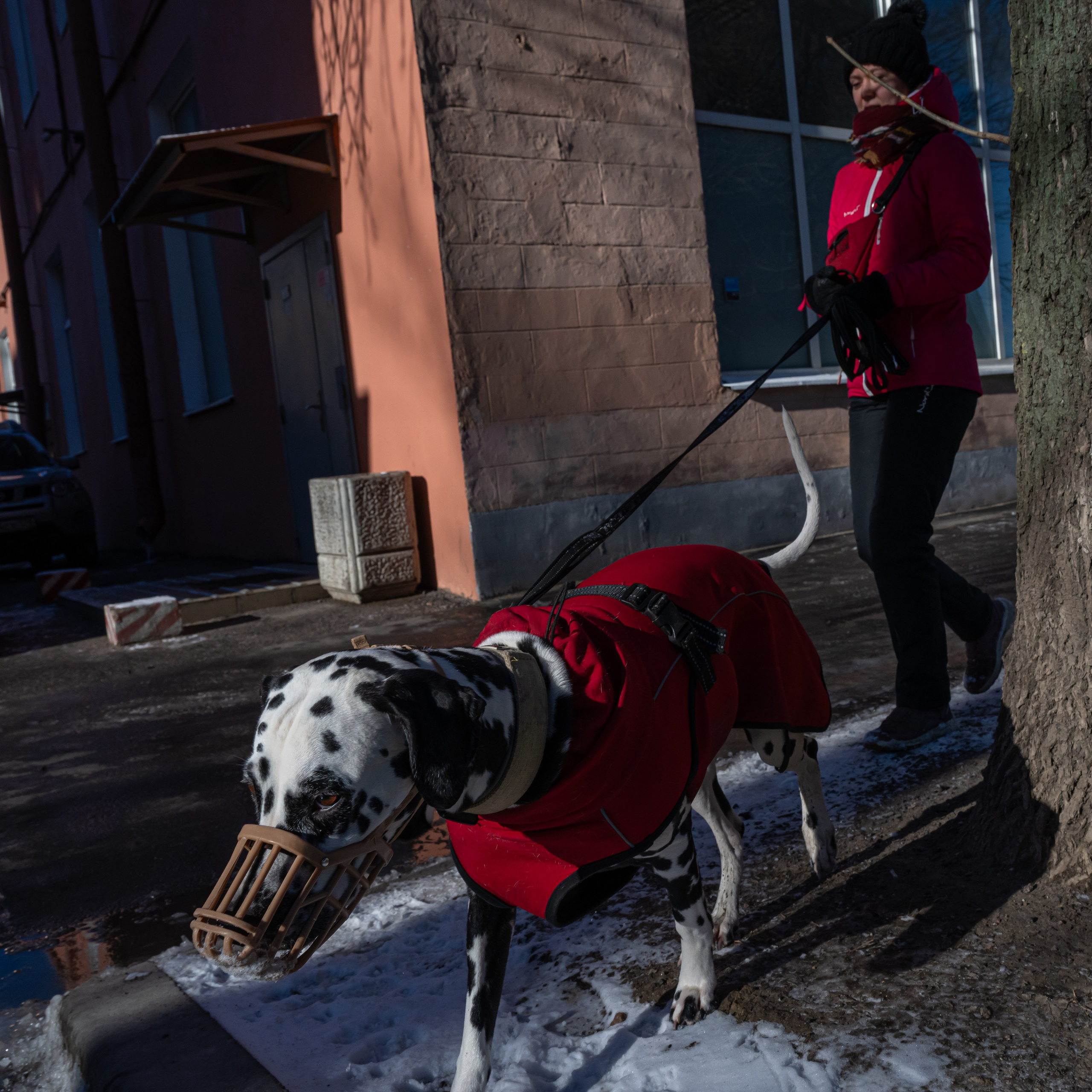 Dimitri Bakhtadze, dogs photos. Dimitri Bakhtadze photographer