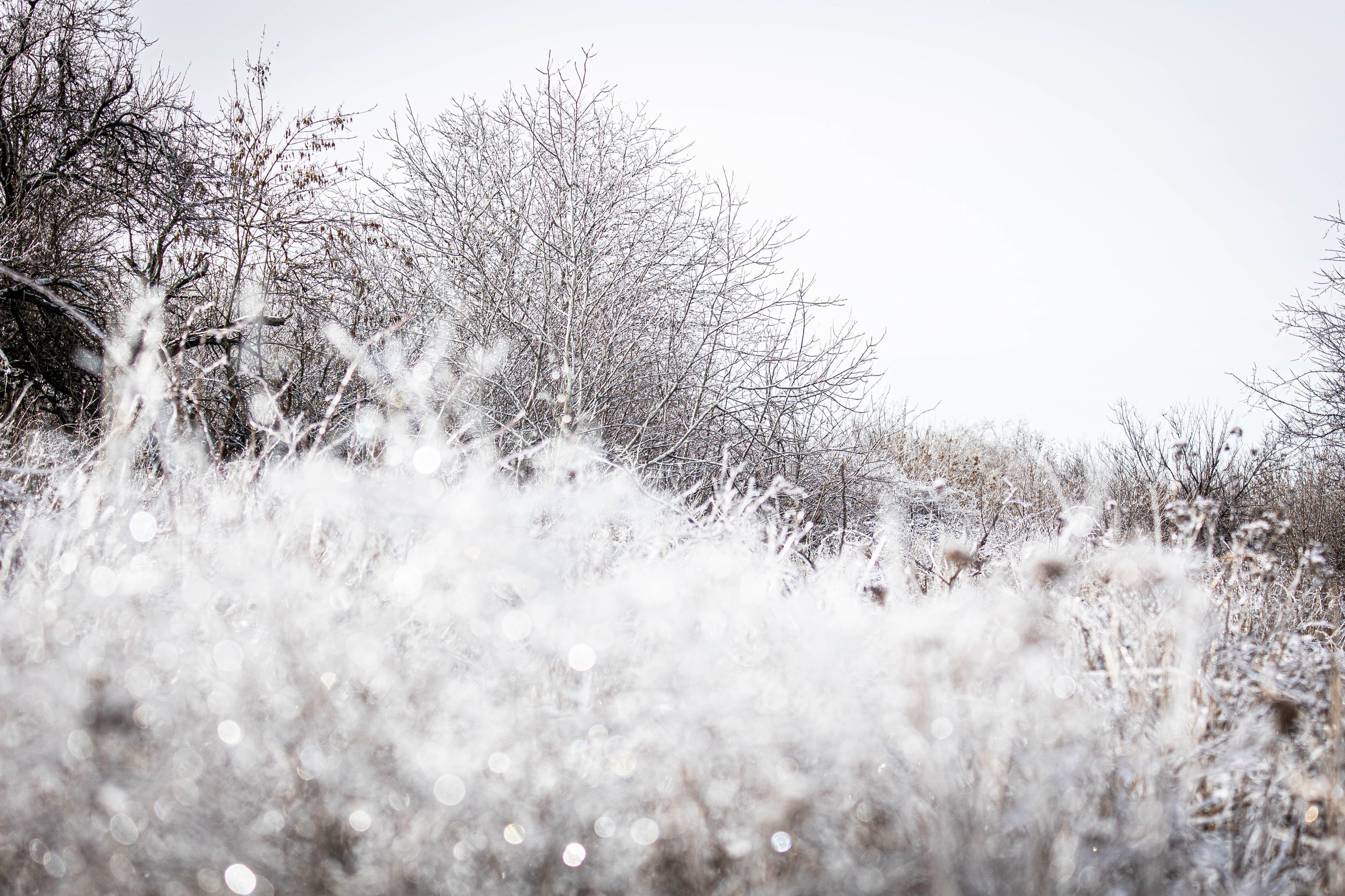 Дикий животный мир. Фотограф-АниМалист Анна Абрамова