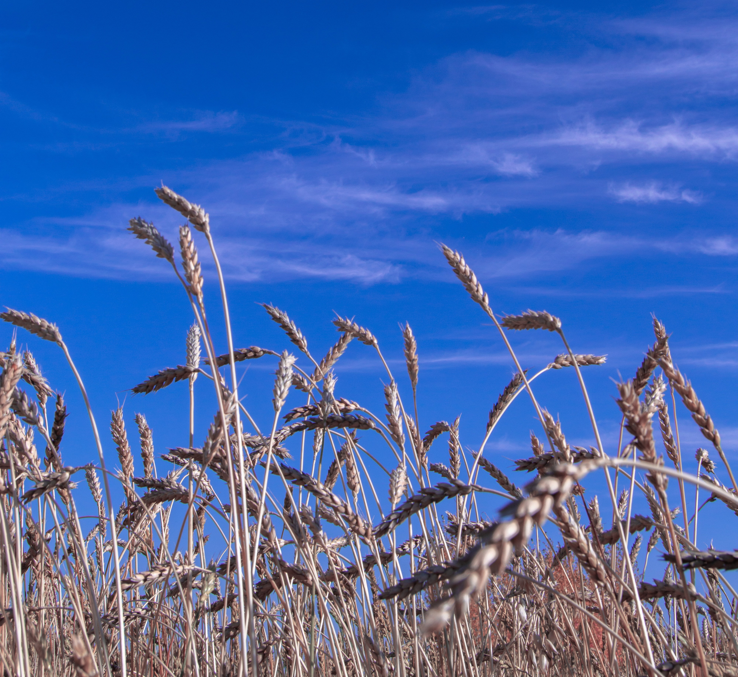 Природа. Фотограф Юлия Левандовская, п.Ясногорск