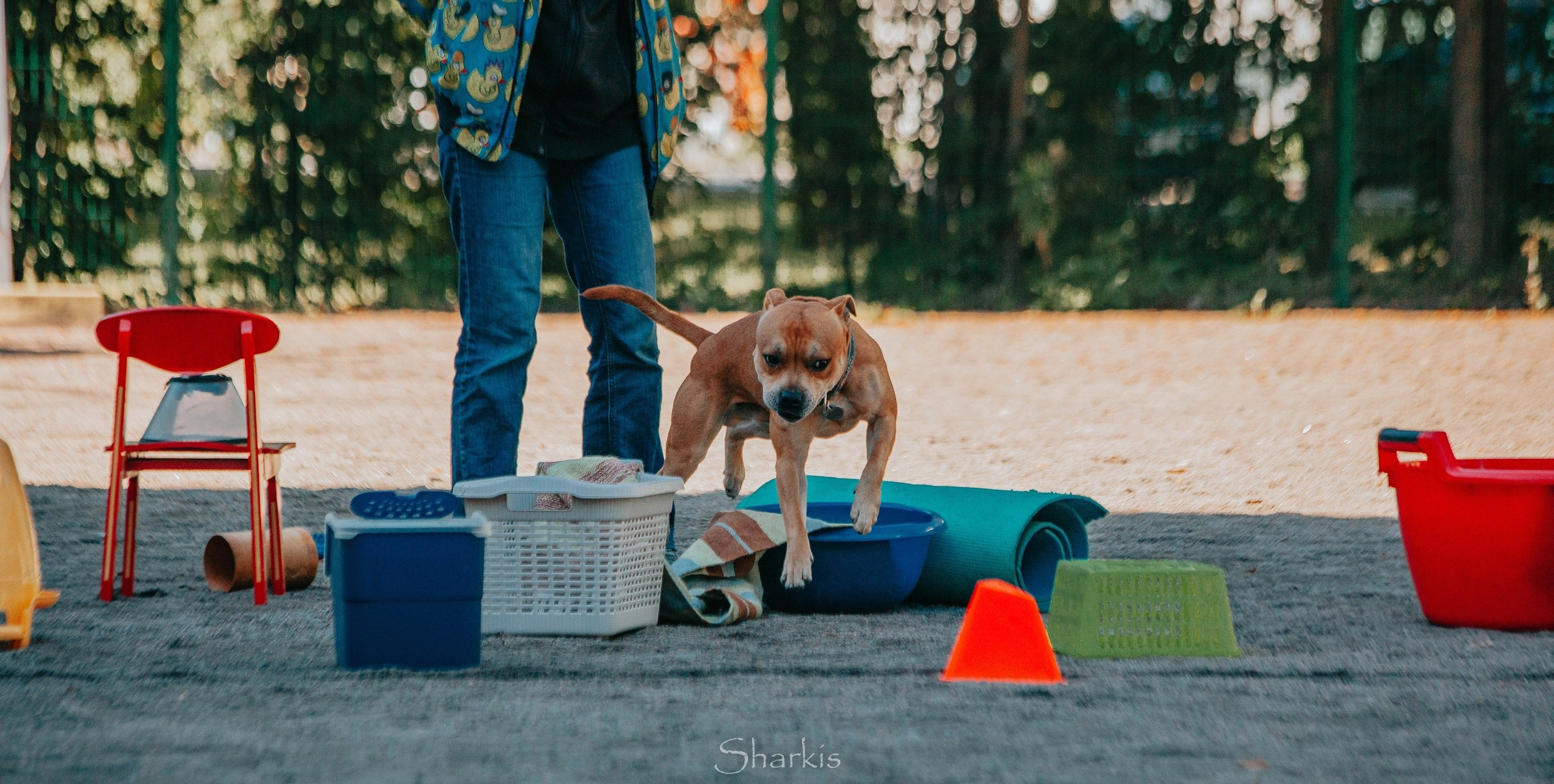 Шмель. BLGKV питомник собак