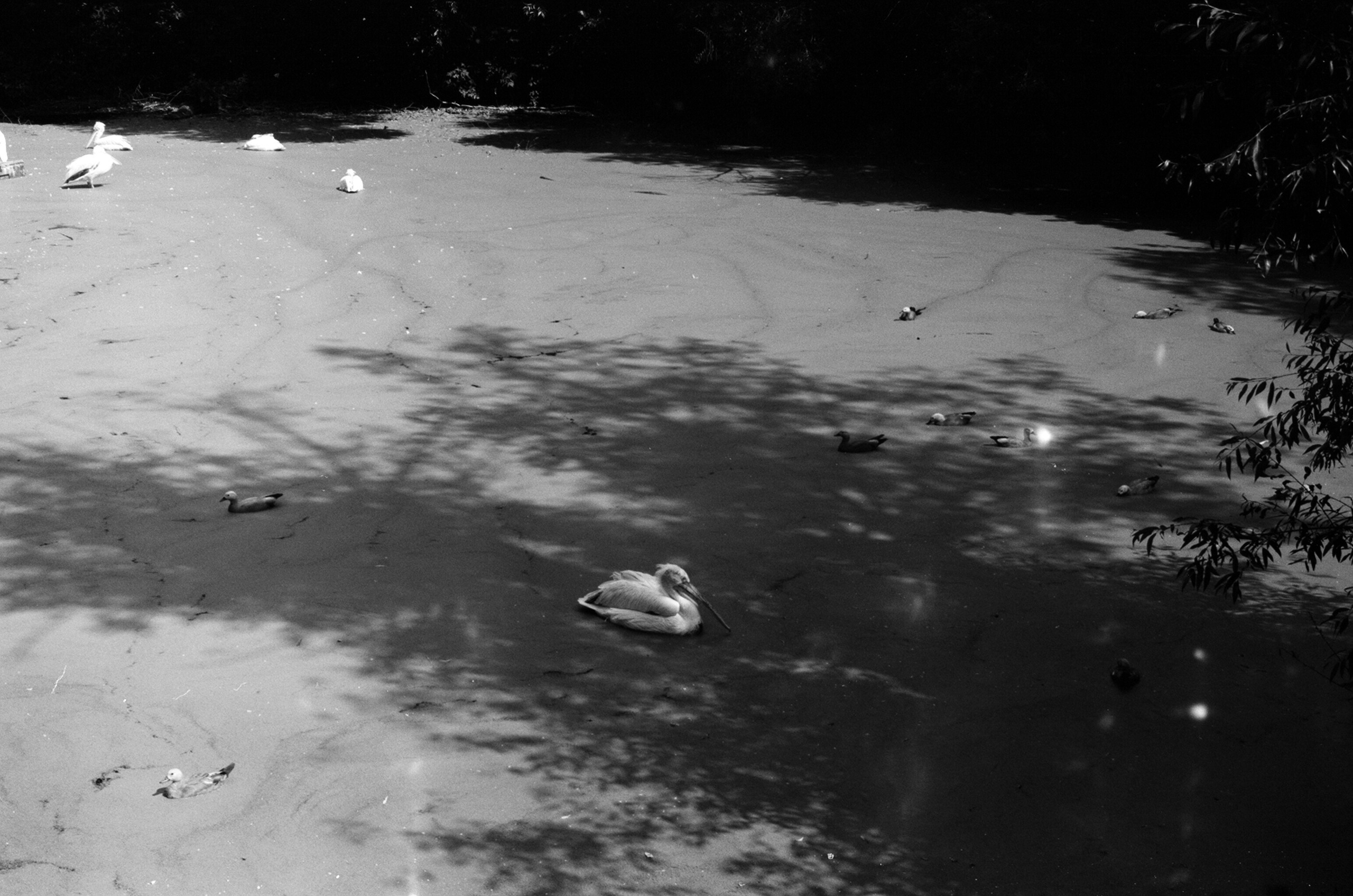 Альбом пленочных ЧБ-фото. Репортажный и семейный фотограф — Шелихов Сергей