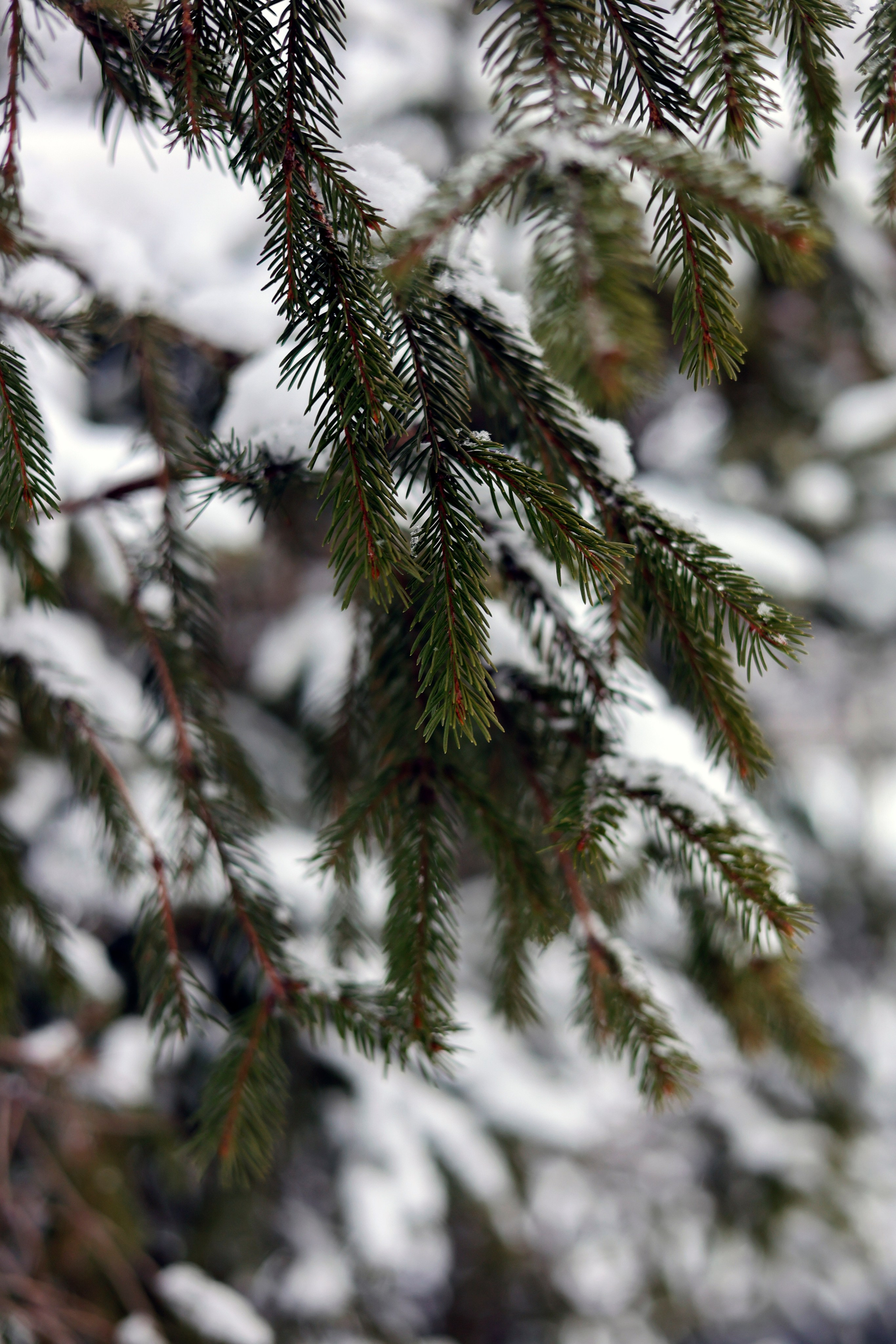 Зимняя фотосессия. Анастасия Рогозина|Фотограф Бийск, Горно-Алтайск, Белокуриха