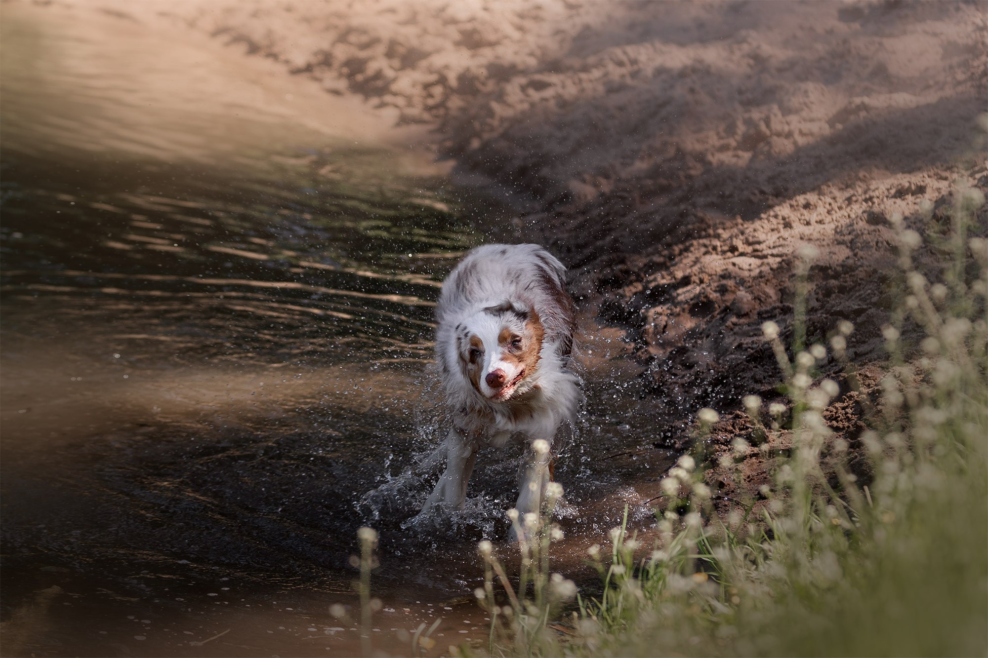 Аусси Галя. Фотограф анималист Кузнецова Анна Нижний Новгород