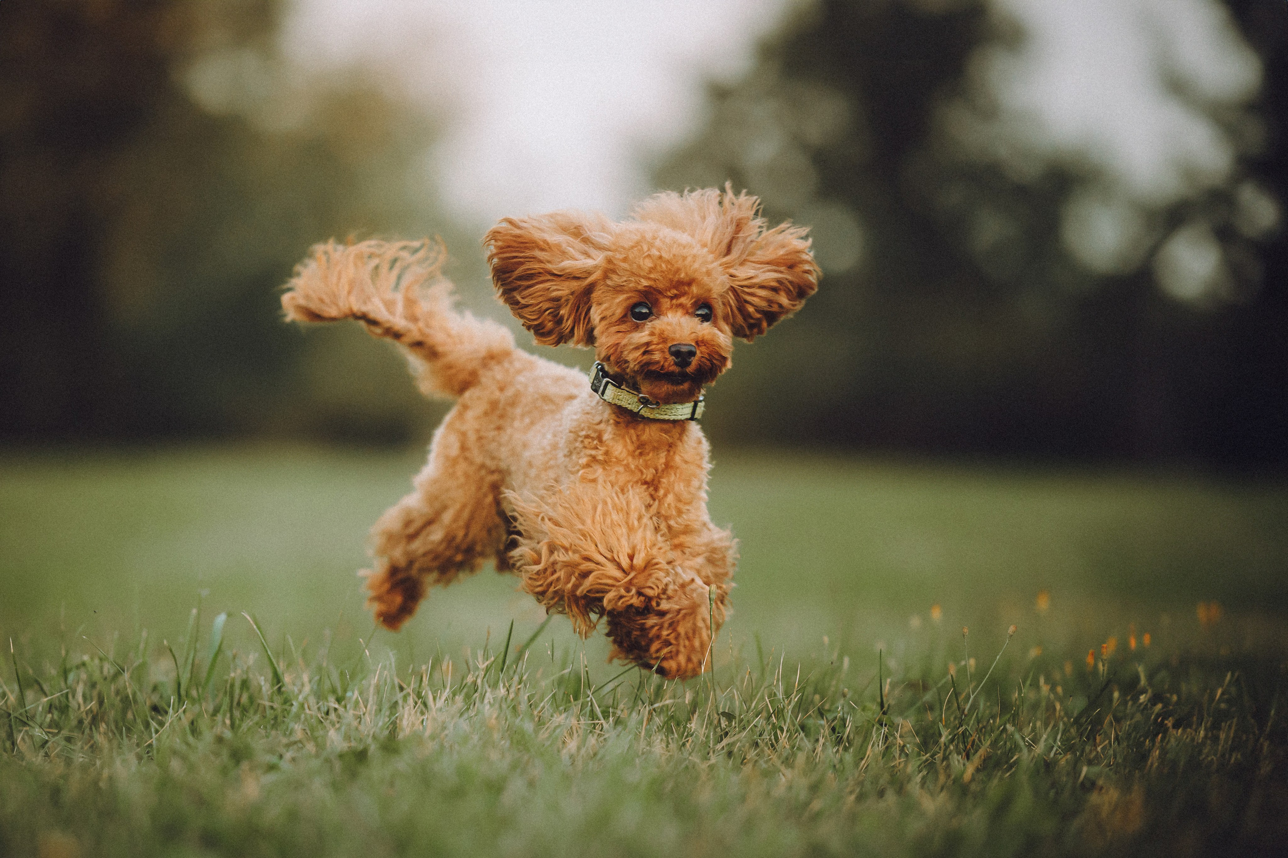 Гречка, Кари и щенки
