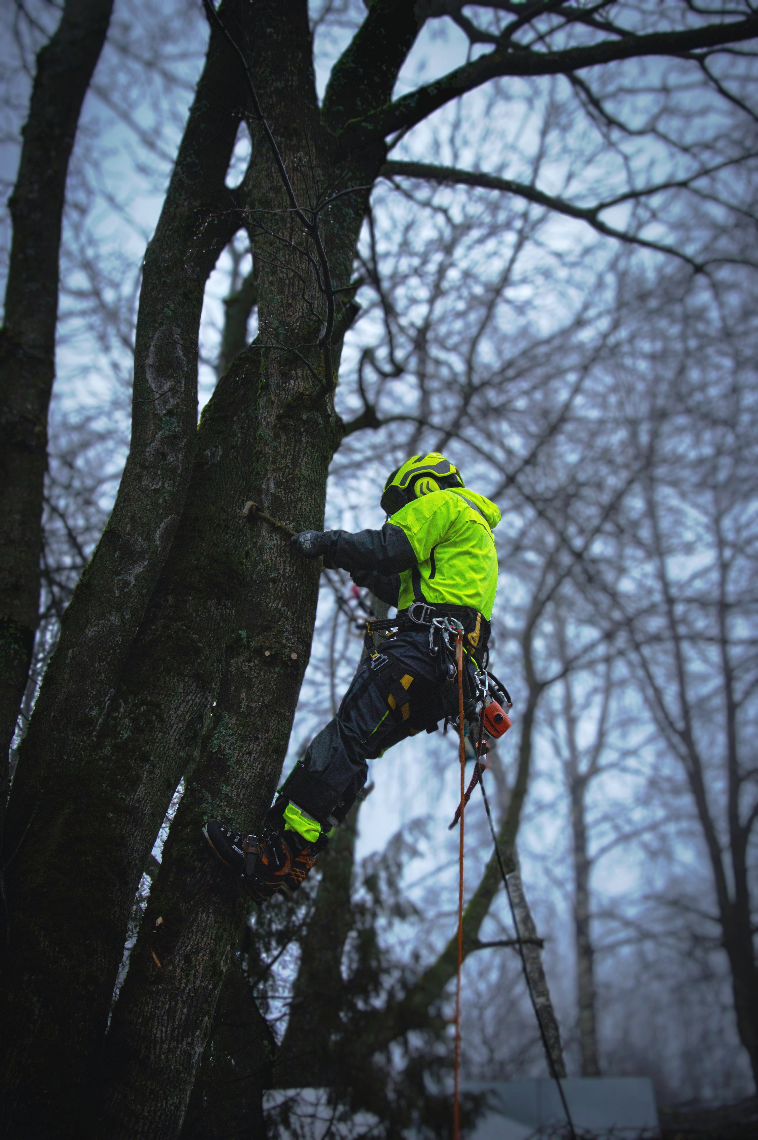 Спил деревьев. Аrbori Culturist