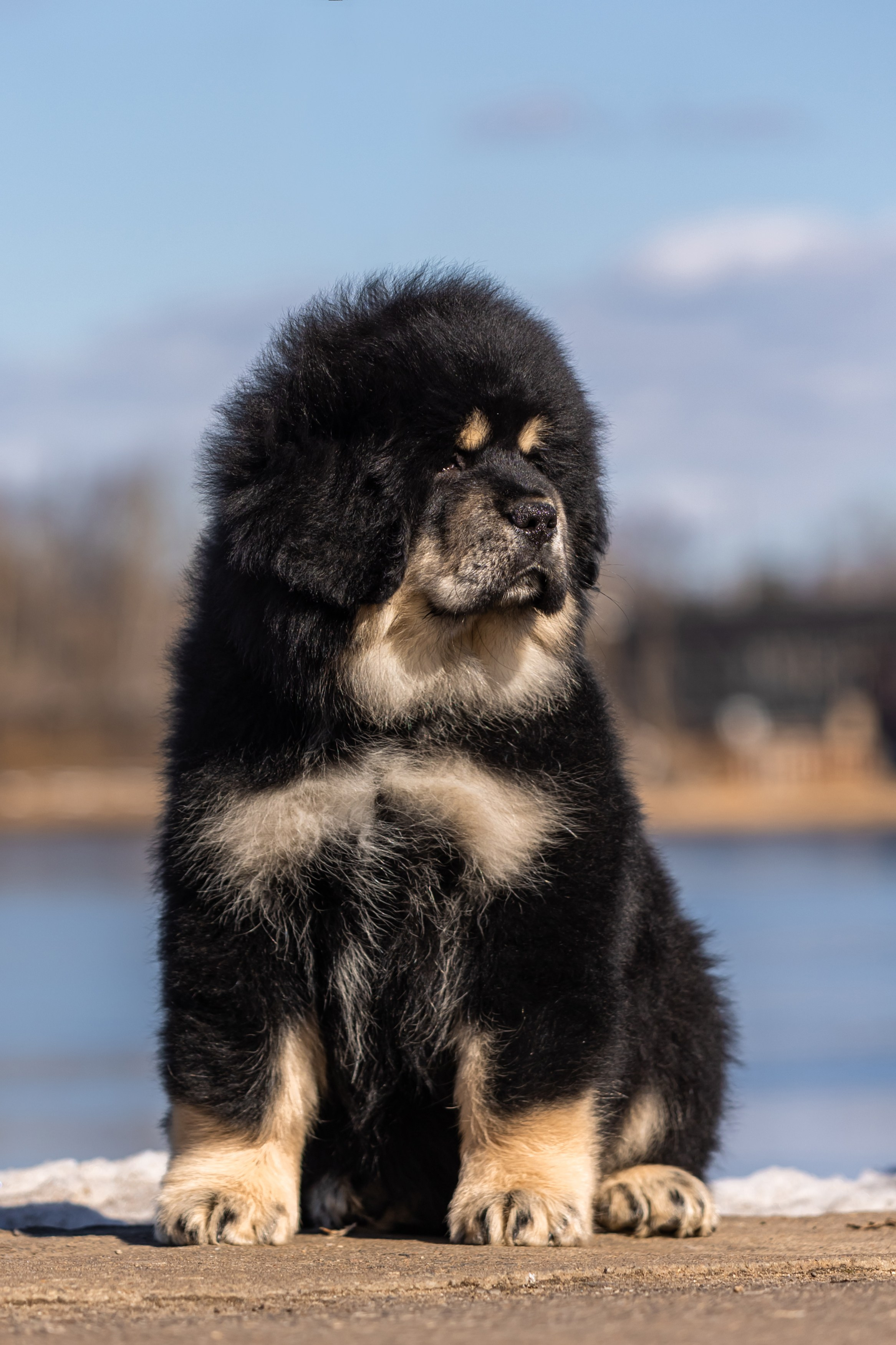 Тибеты. Фотограф анималист Аня Ливанова | Рыбинск