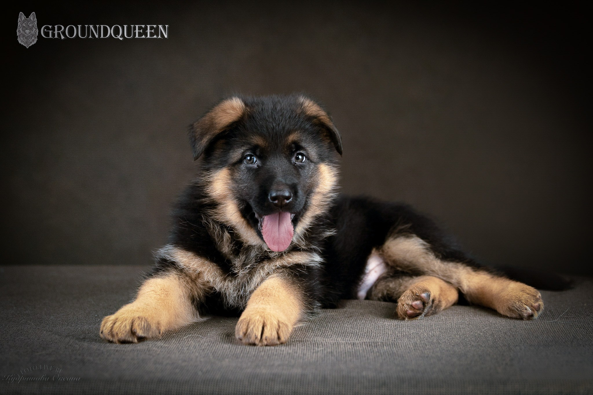 Щенки немецкой овчарки. Фотограф 📸 анималист, предметный, репортажный