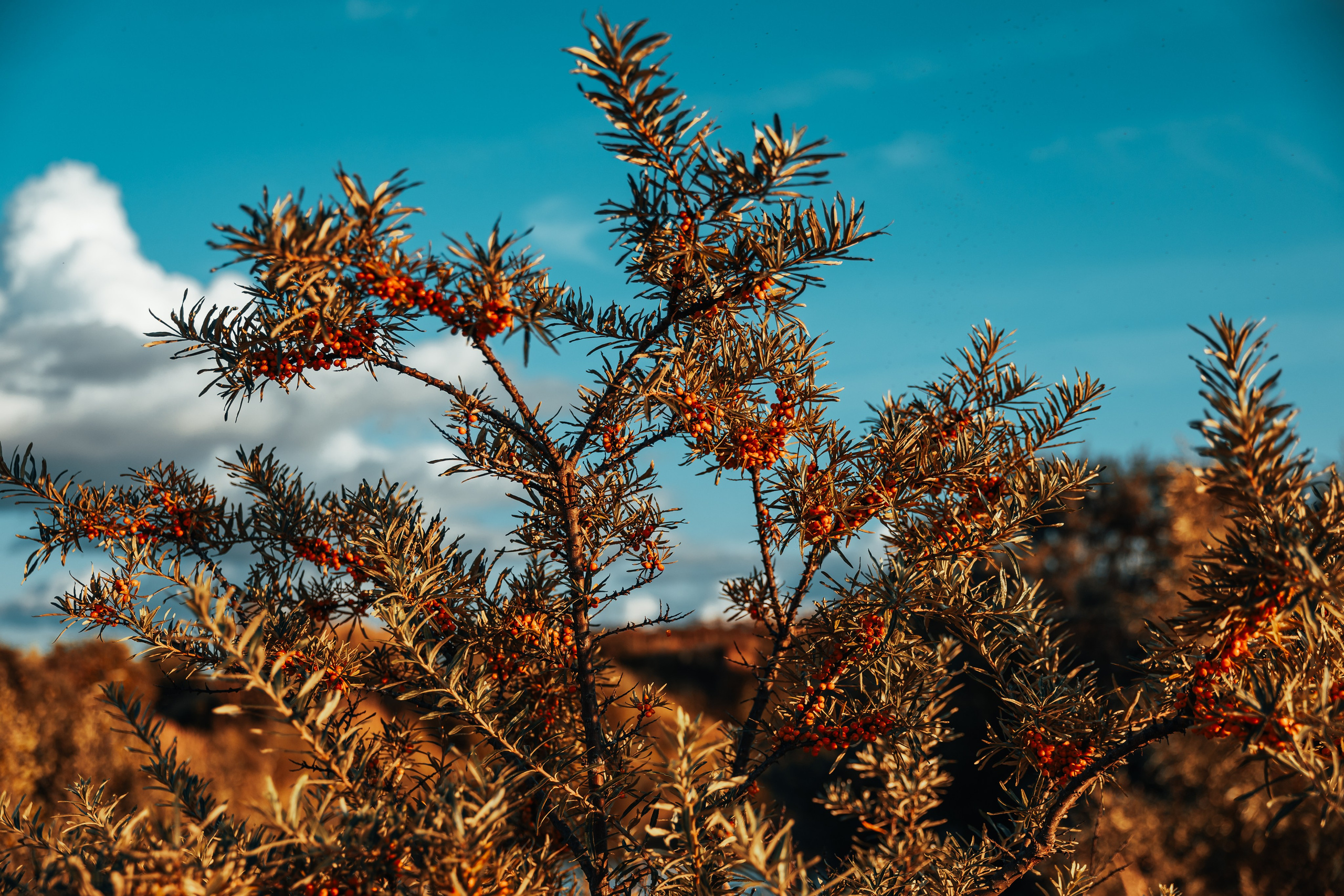 Природа. Фотограф в Москве Андрей Овчаров