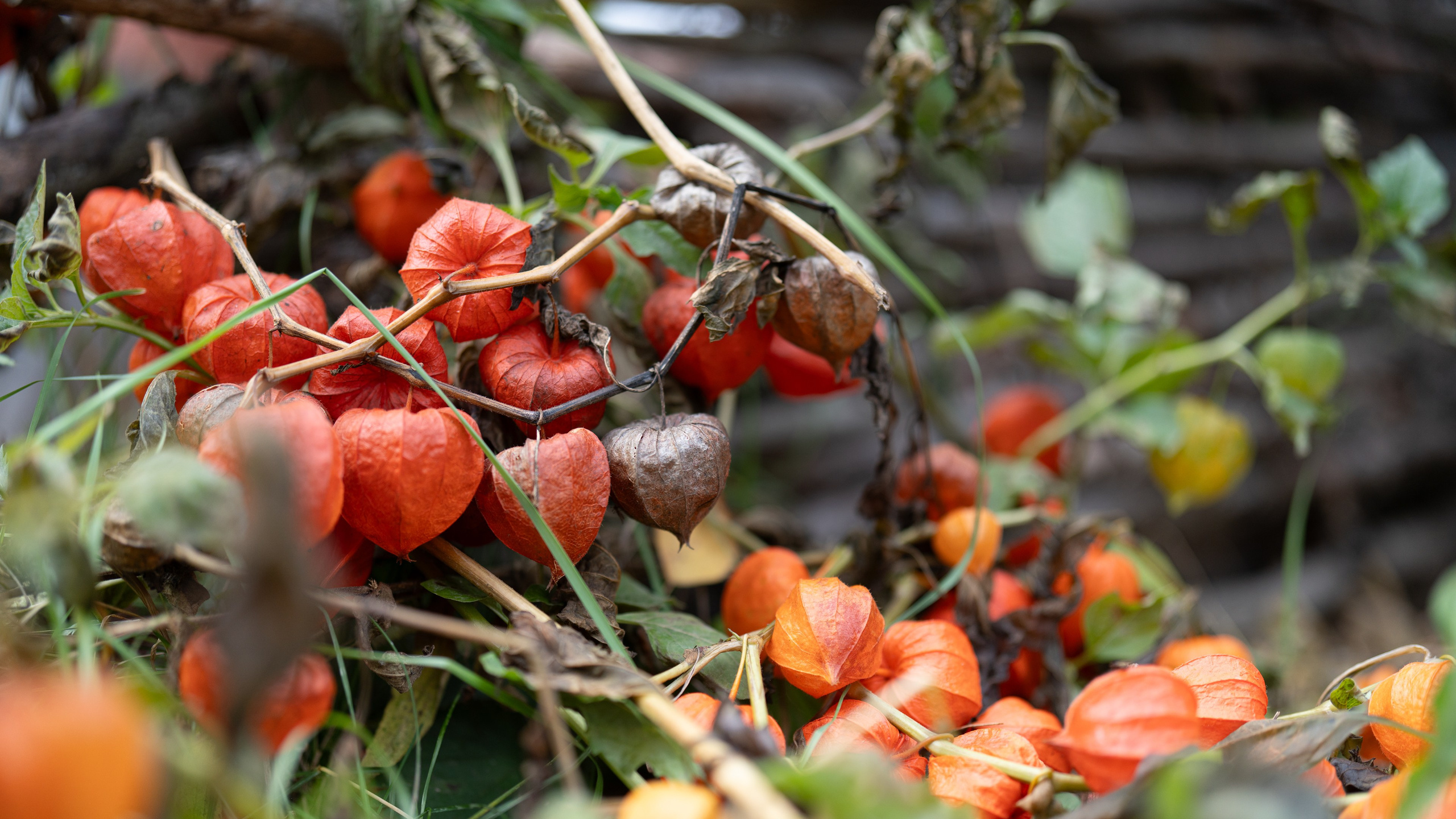 Дача. ПОБУДЬ ЗДЕСЬ И ЦЕЛЕЕ БУДЕТ ЭТОТ МИР