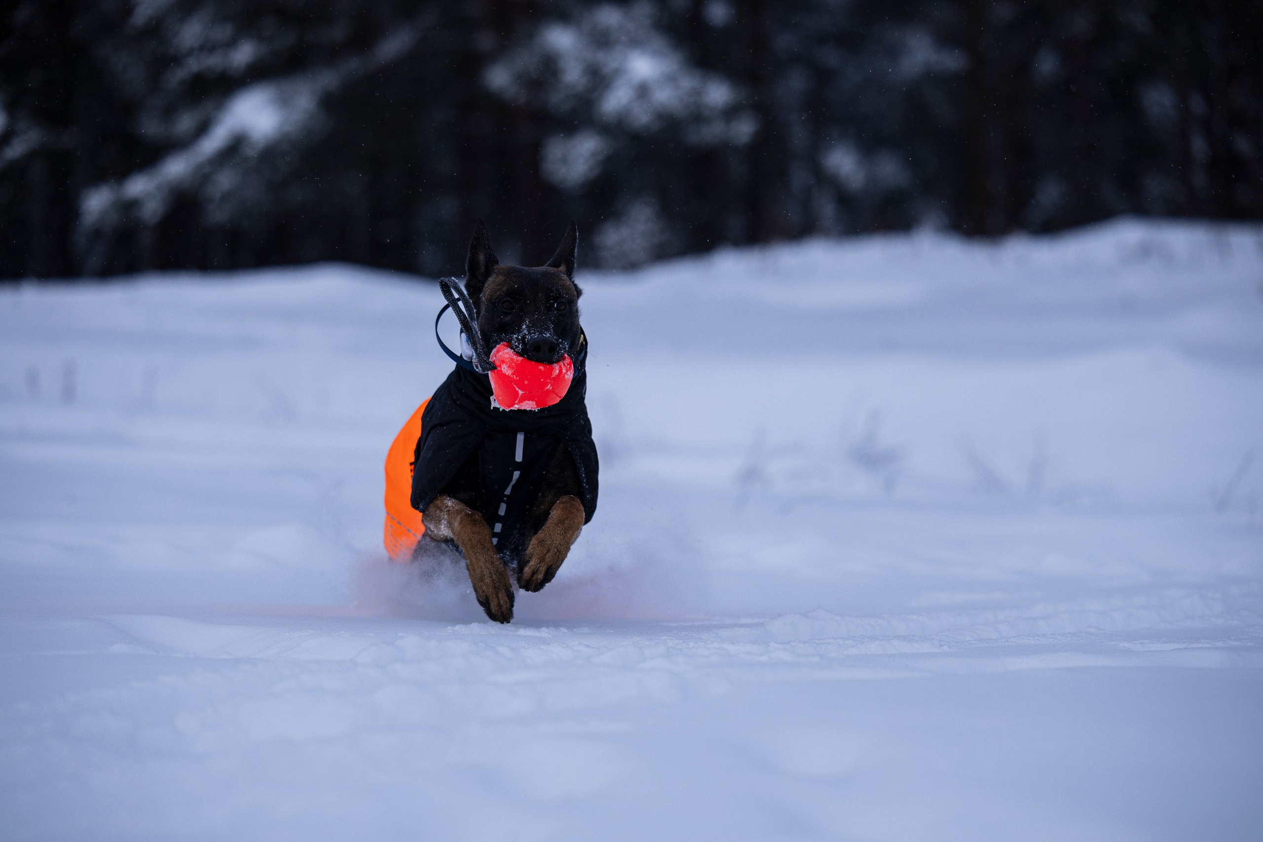 Рики и Гаруда. Фотограф-анималист Анна Маринич
