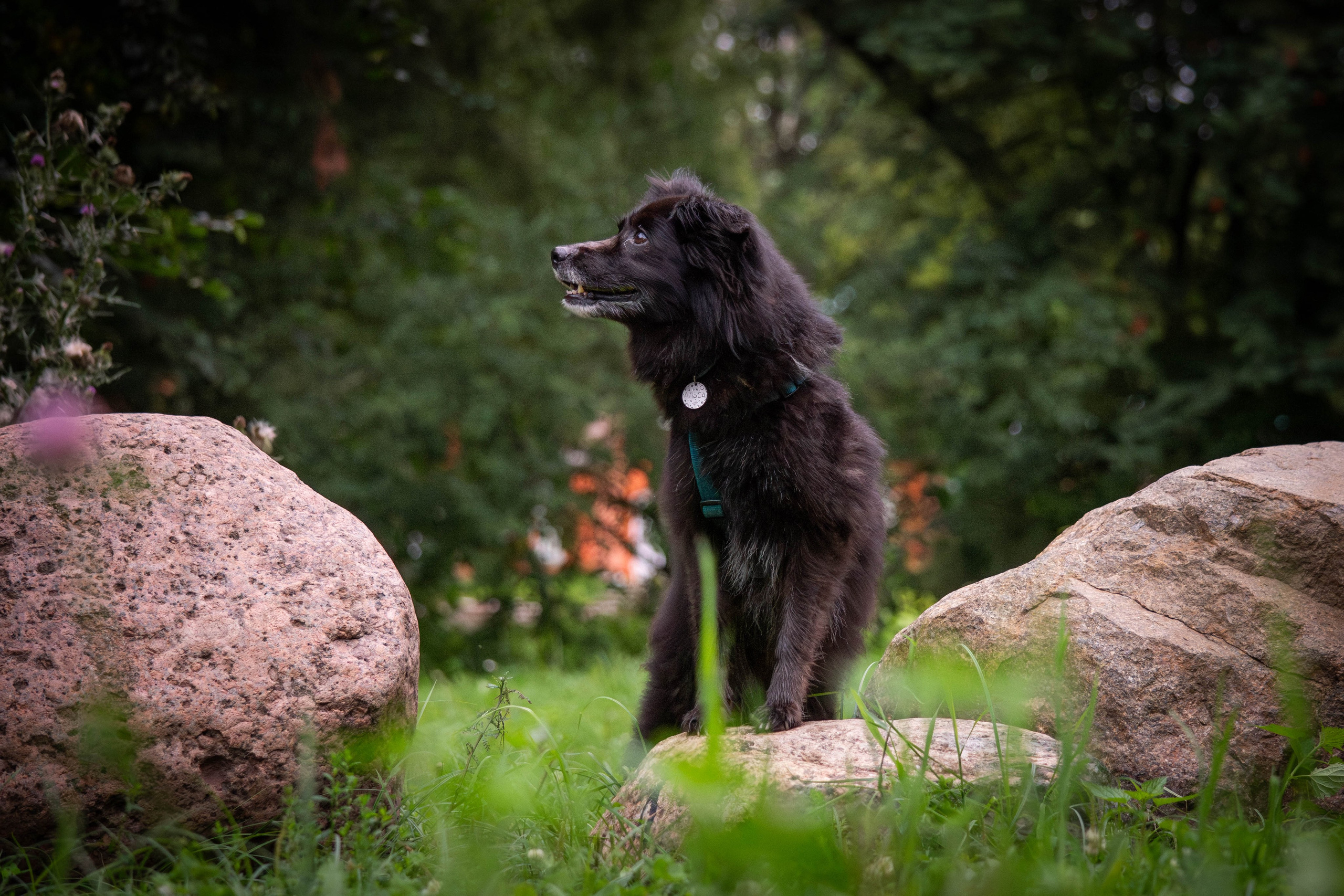 Альба и Даша. Фотограф Светлана Блинова, Москва и Московская область