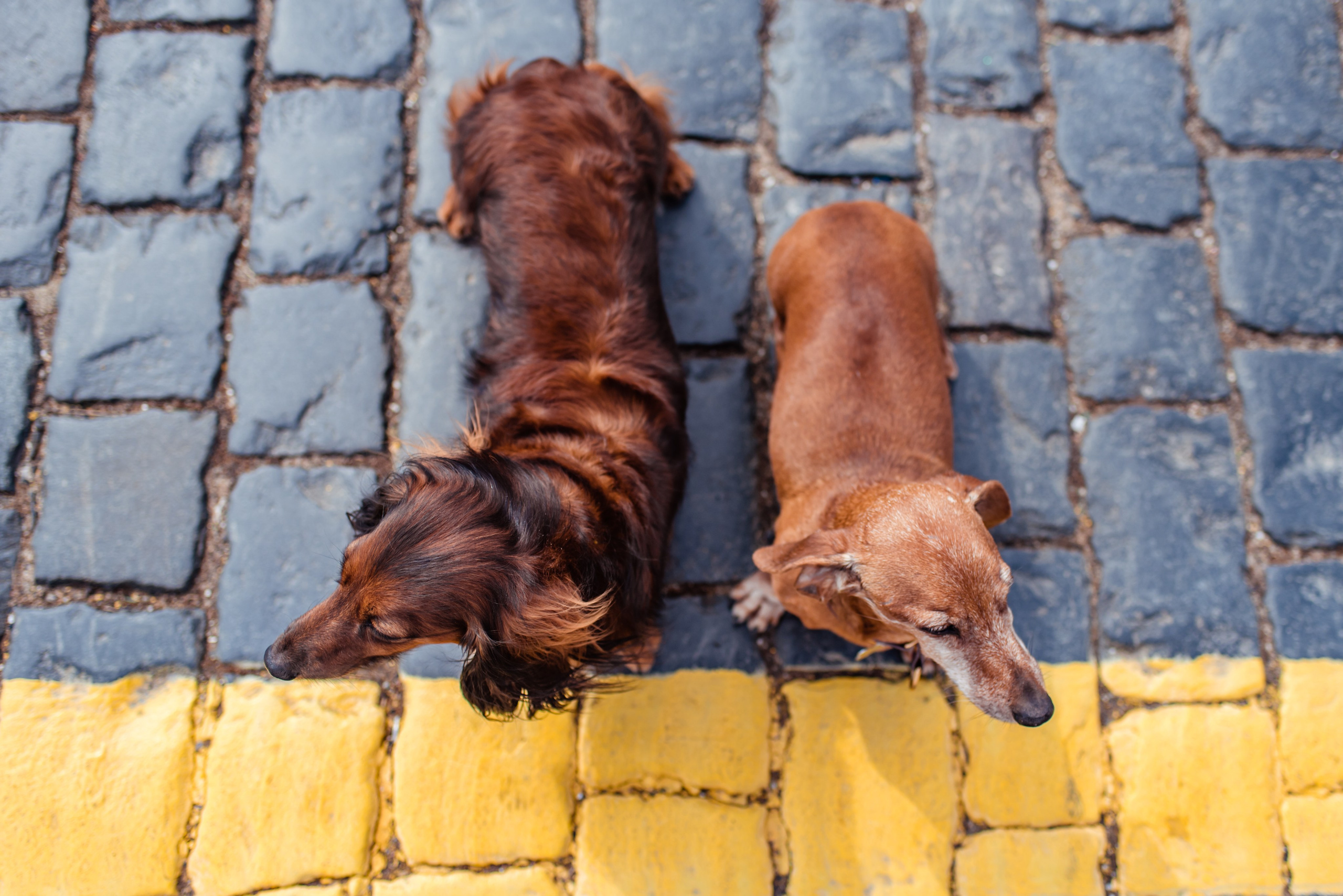 Таксы на Красной площади. Семейный Фотограф в Москве Ирина Хохлова