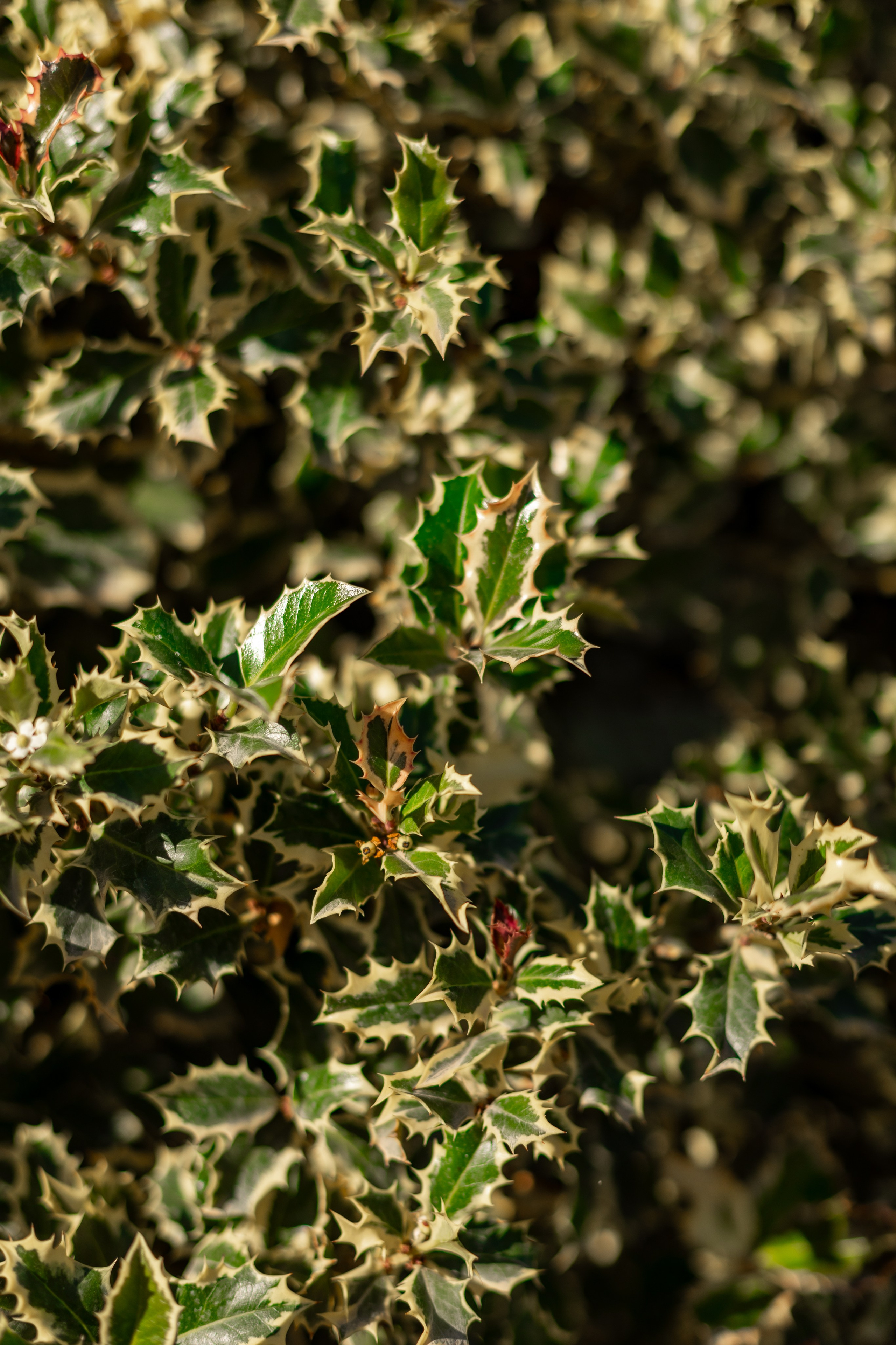 Узбекистан. Креатор Ольга Яш