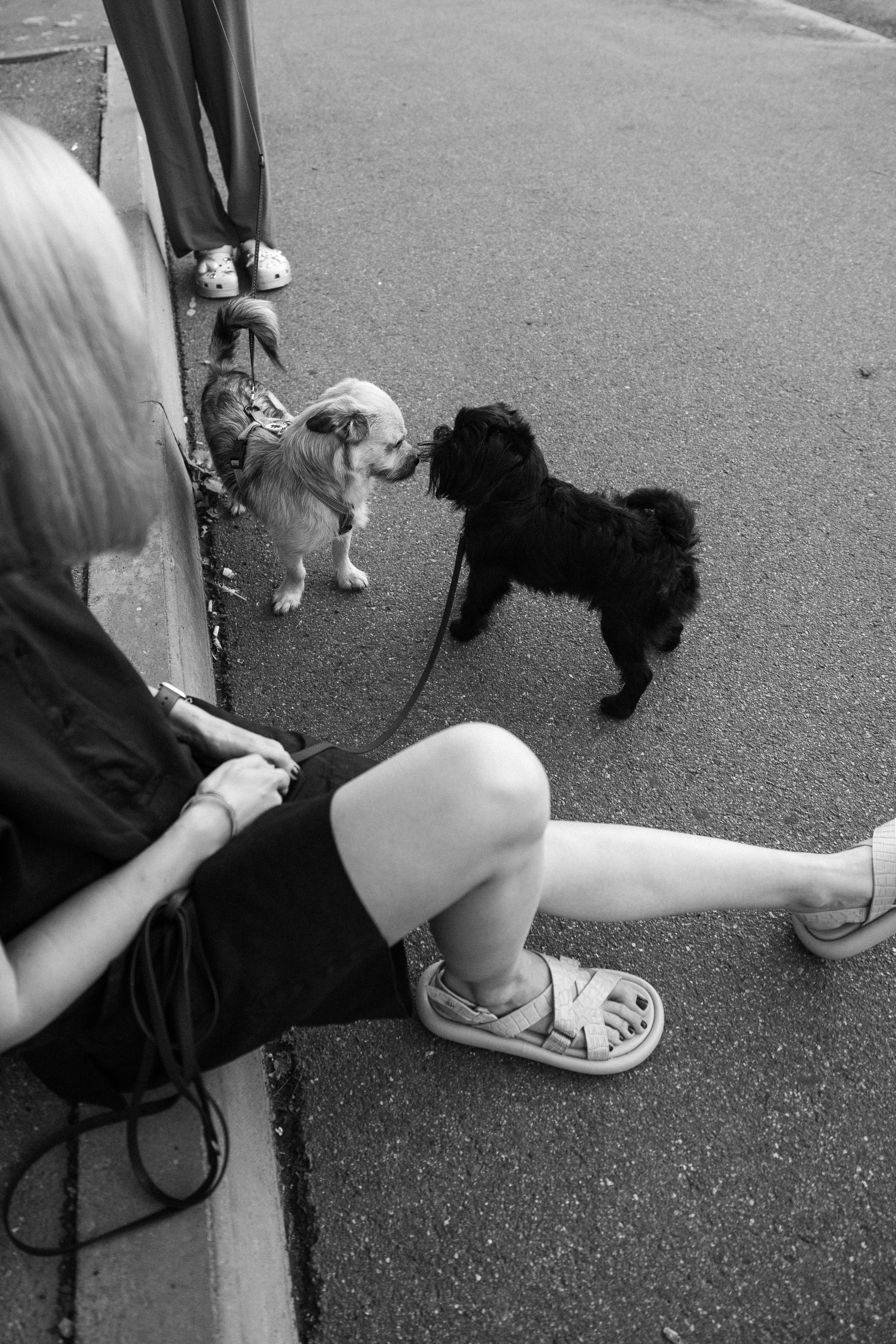 Ася и Кузя. Фотограф анималист Осипчикова Мария