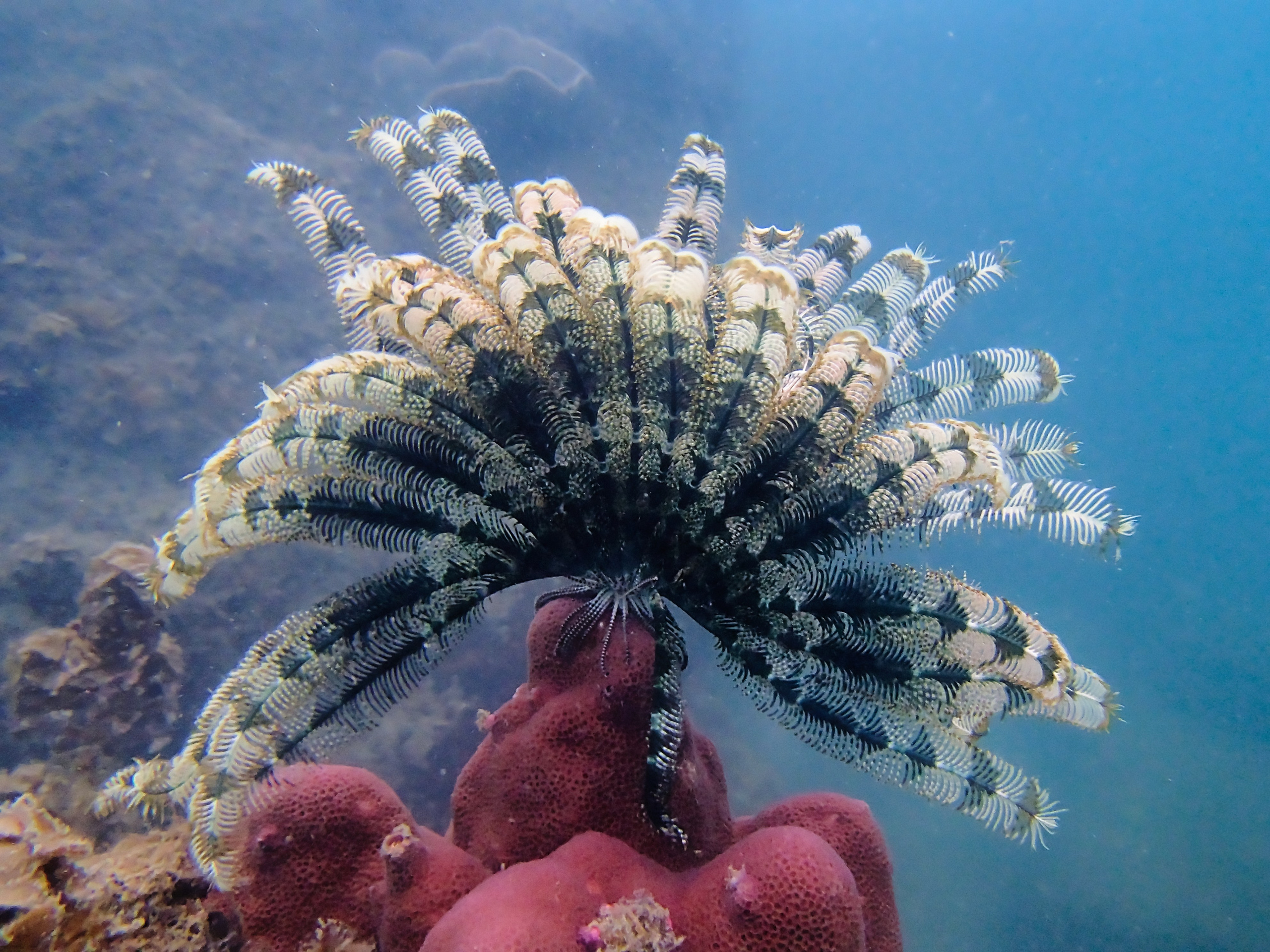 Рыбов показываю