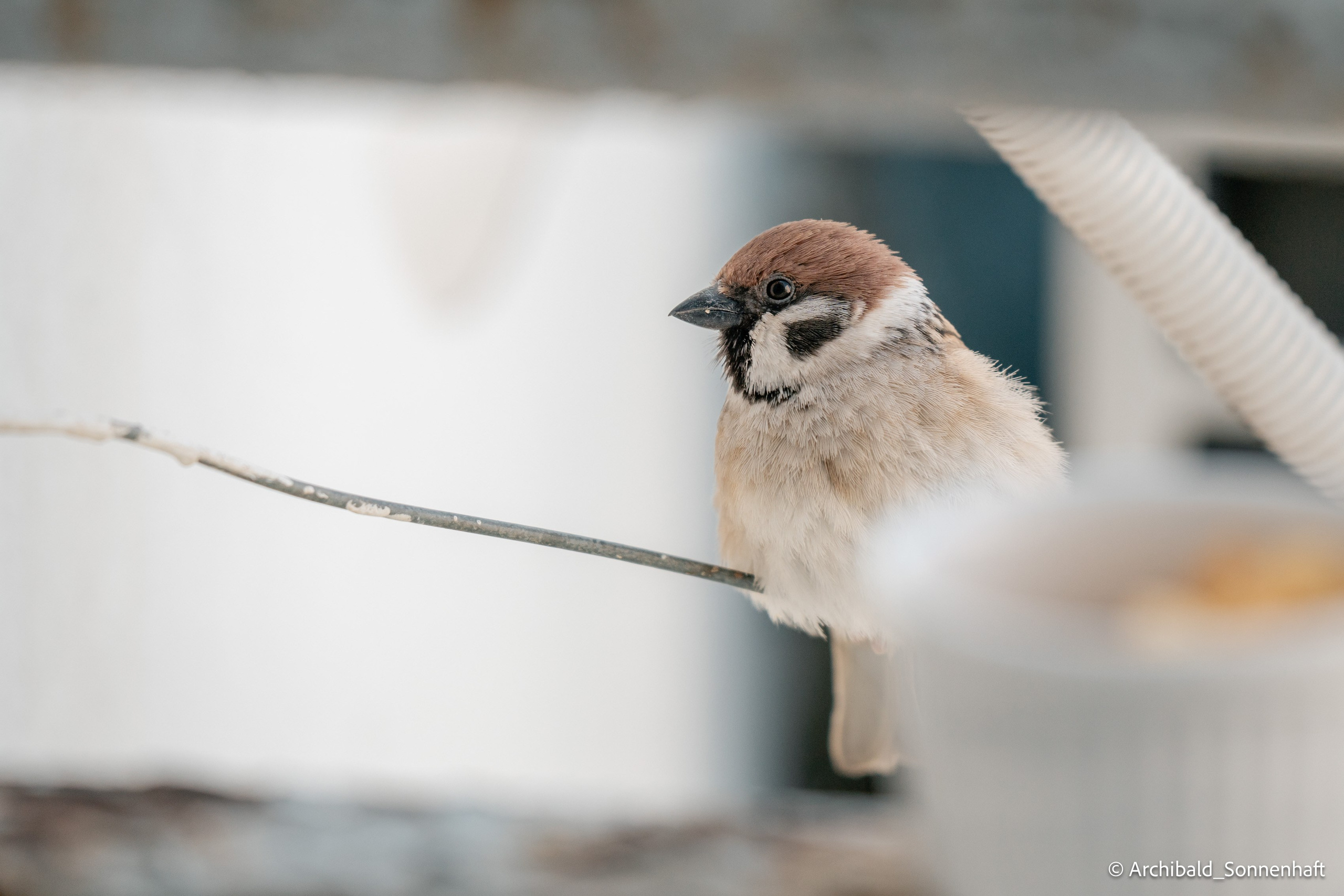 Balcony sparrows. Photographer in Guangzhou, China. Archibald Sonnenhaft