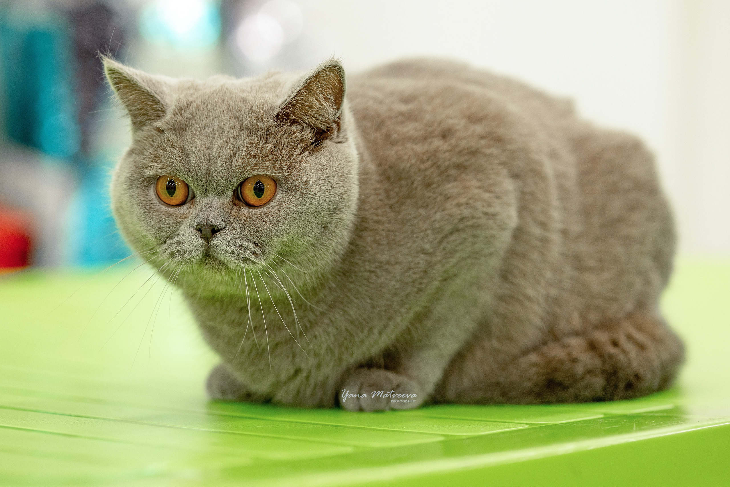 Кошки. Фотограф Яна Матвеева в Ижевске