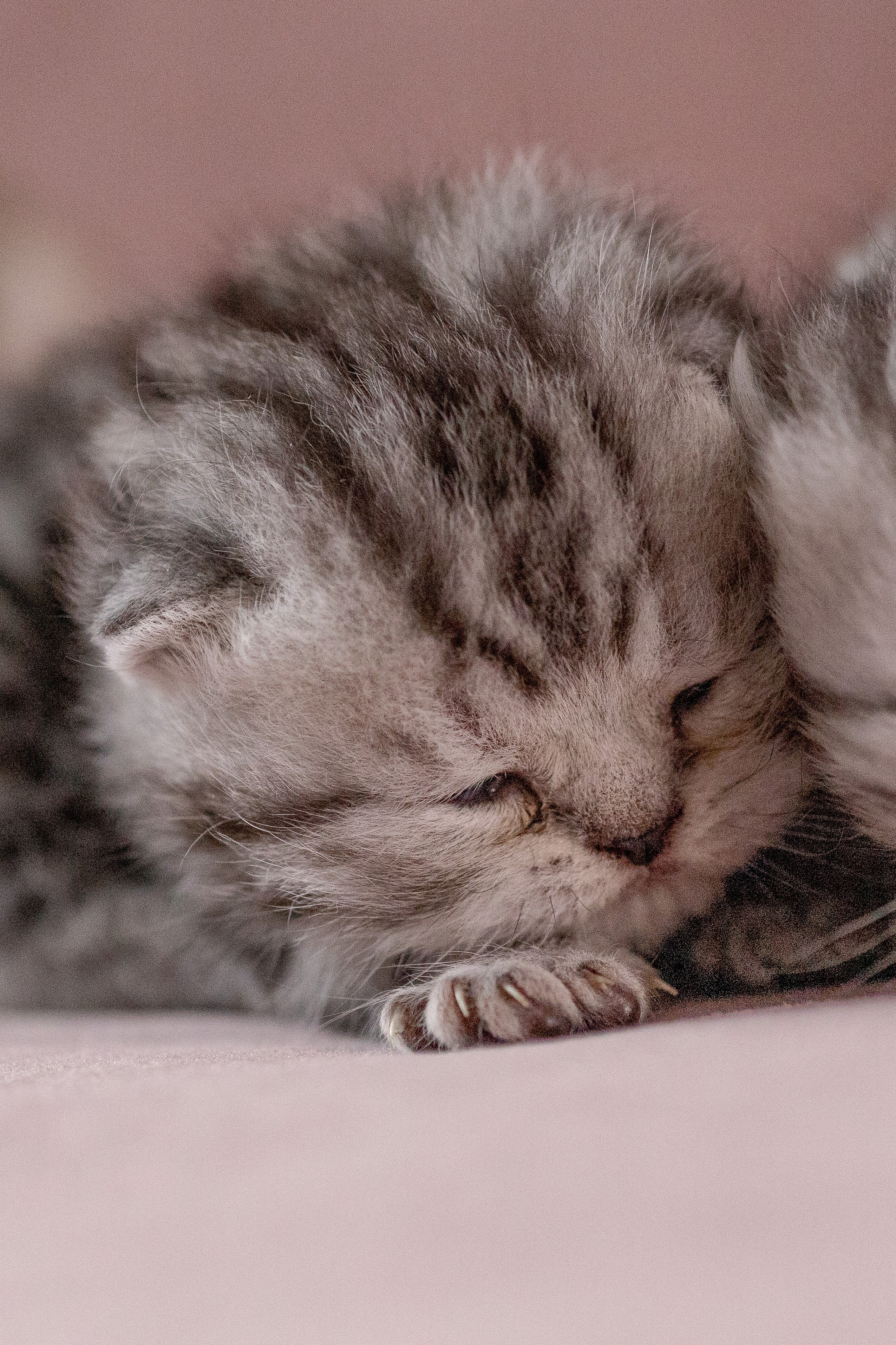 Котята. Фотограф Яна Матвеева в Ижевске
