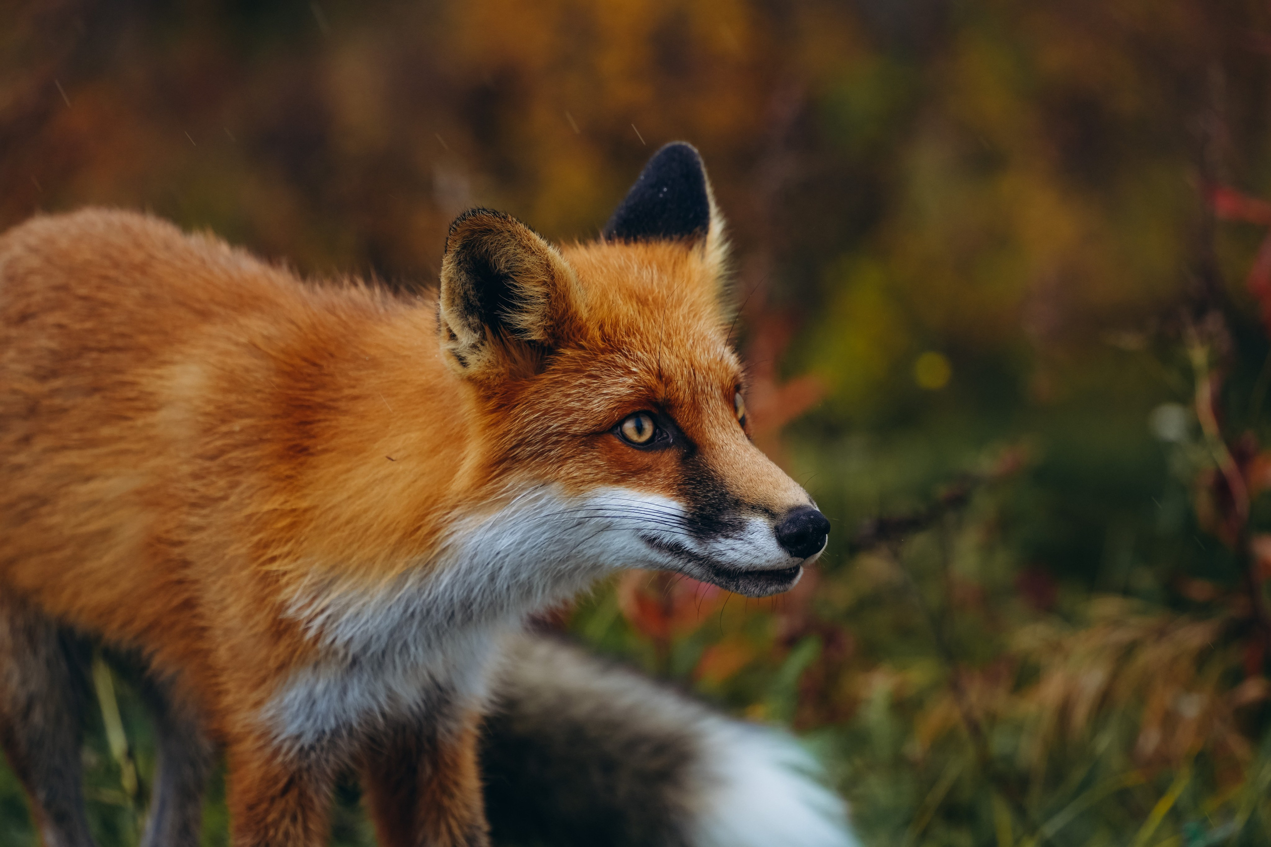 СЕВЕР. Event фотограф Степанова Александра