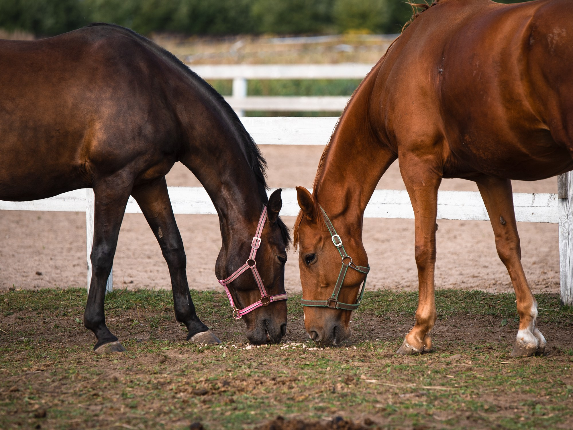Портрет лошади, лошадь, конь, фото лошади, фотография лошади, конный фотограф, съемка лошадей, фотограф лошадей, конная фотография, конный фотограф, конный фотограф в спб, профессиональный фотограф спб, фотограф спб, ахалтекинец, рысак, спортивная лошадь, конный клуб, фотосессия с лошадьми, тракененская лошадь, тяжеловоз, торрийская лошадь