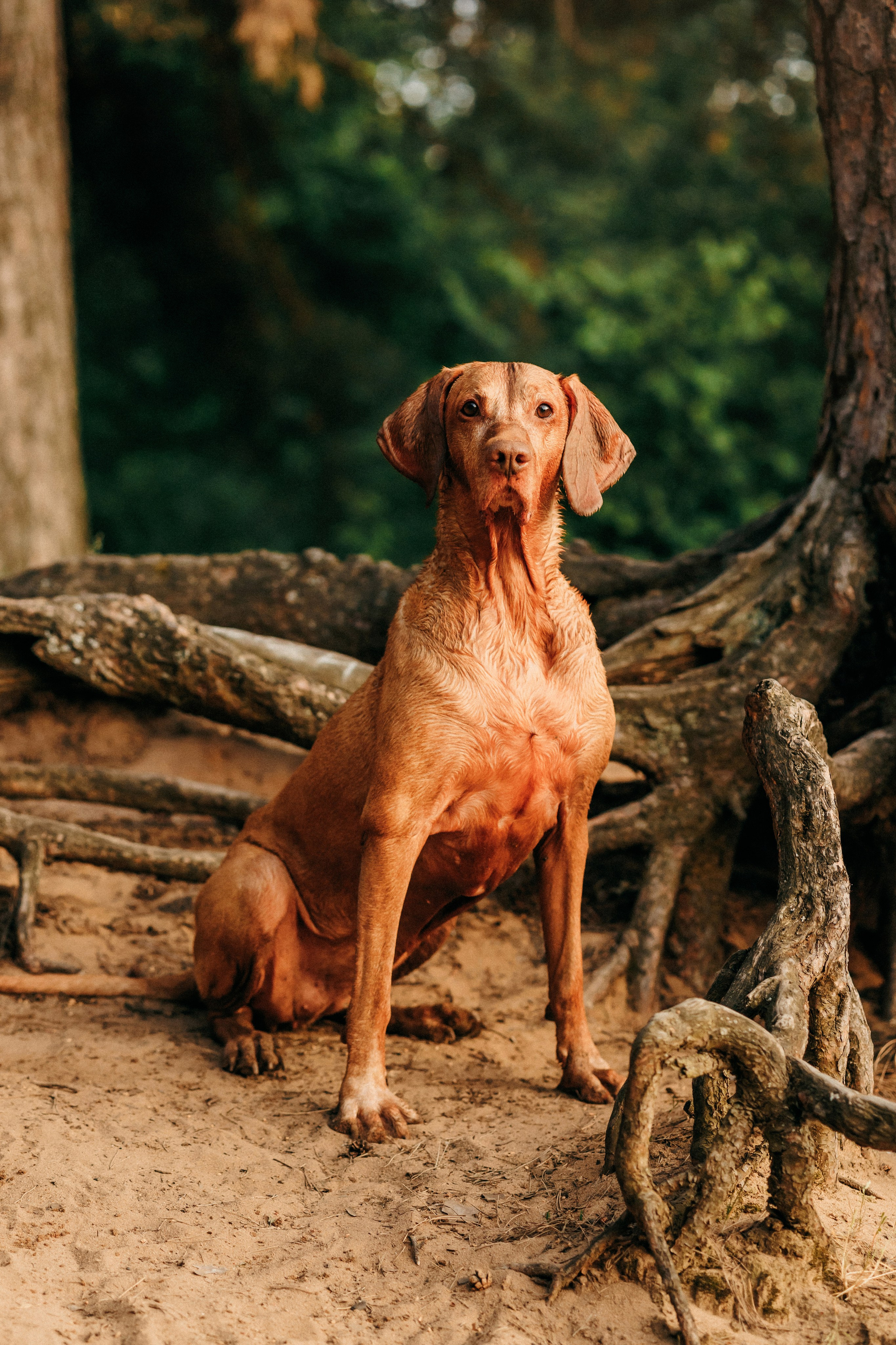 Марина, Глеб, Мая и Чили. Фотограф-анималист Елена Радченко, Москва