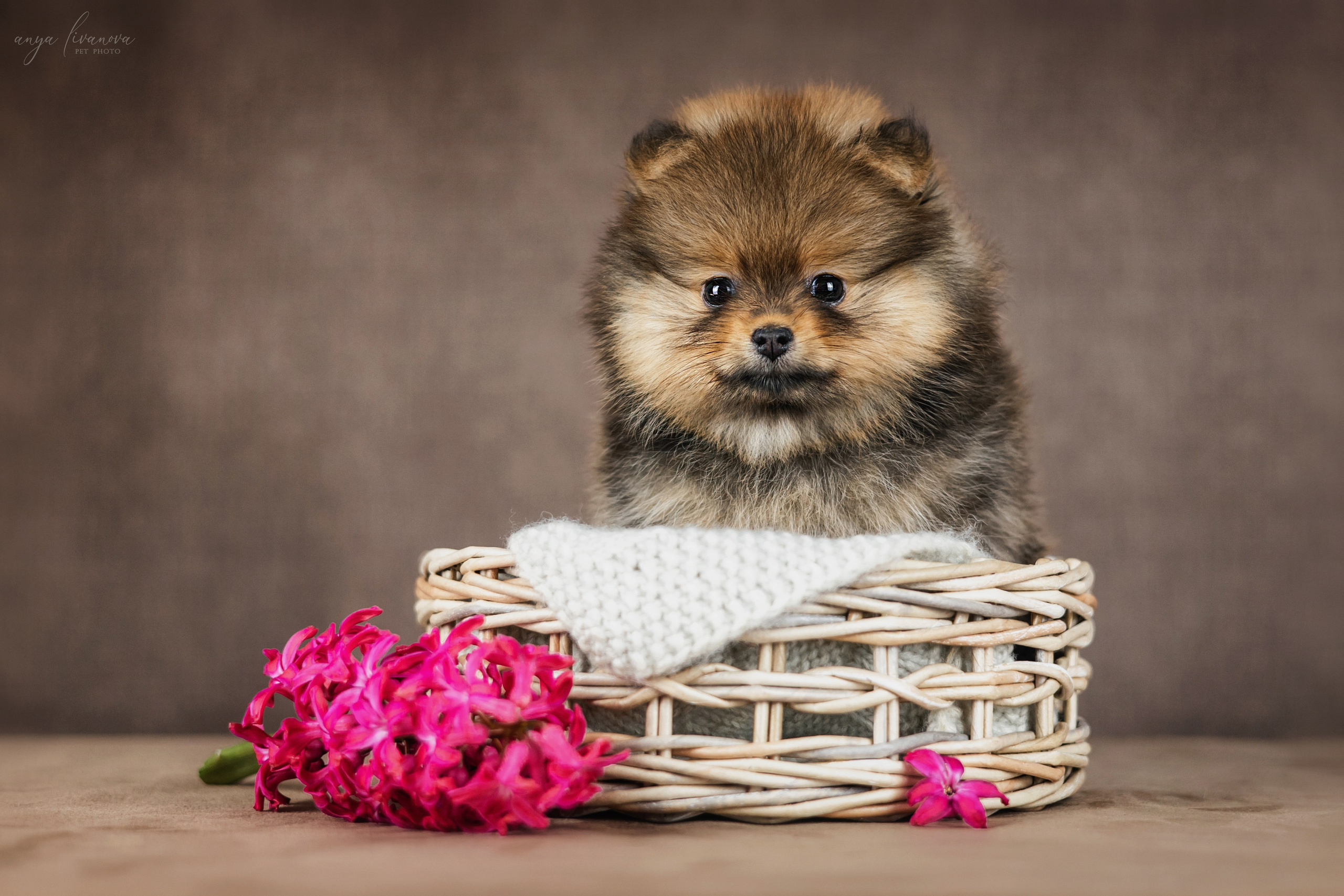 Шпицули. Фотограф анималист Аня Ливанова | Рыбинск