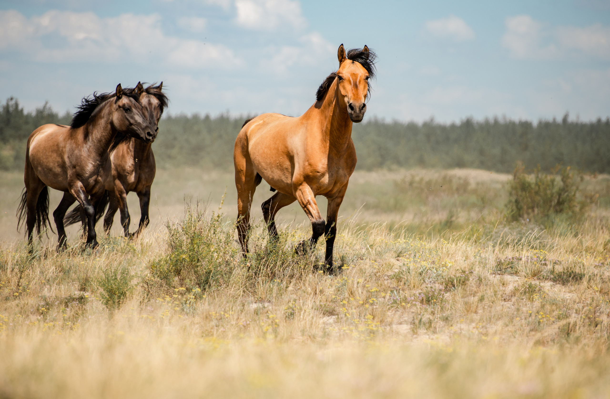 Купала в Родославном. Конный фотограф в Саратове Юлия Иванова