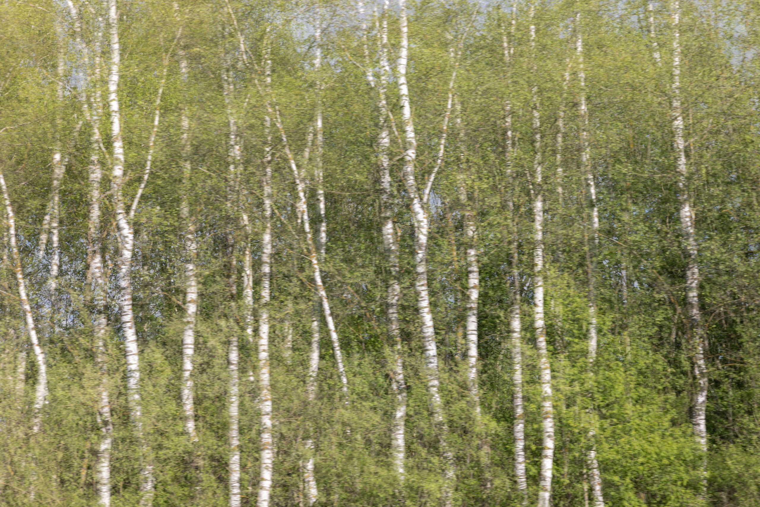 Art prints. Фотограф алина стерхова, алина стерхова фотограф, фотограф москва