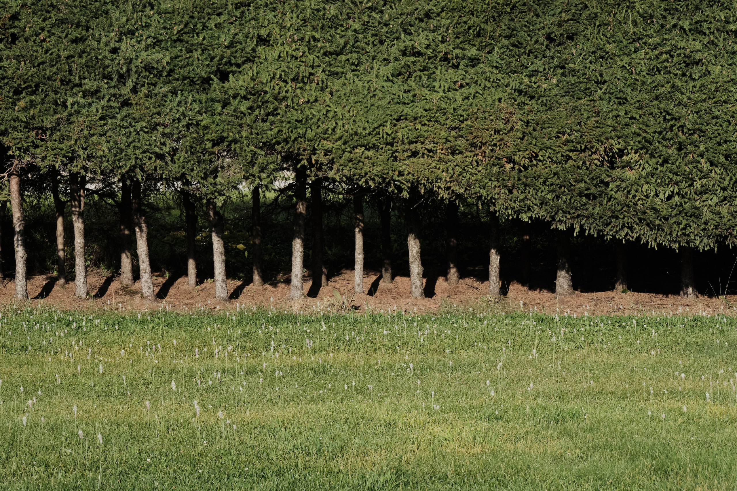 Академ-городок и ботанический сад. Goncharov Tim