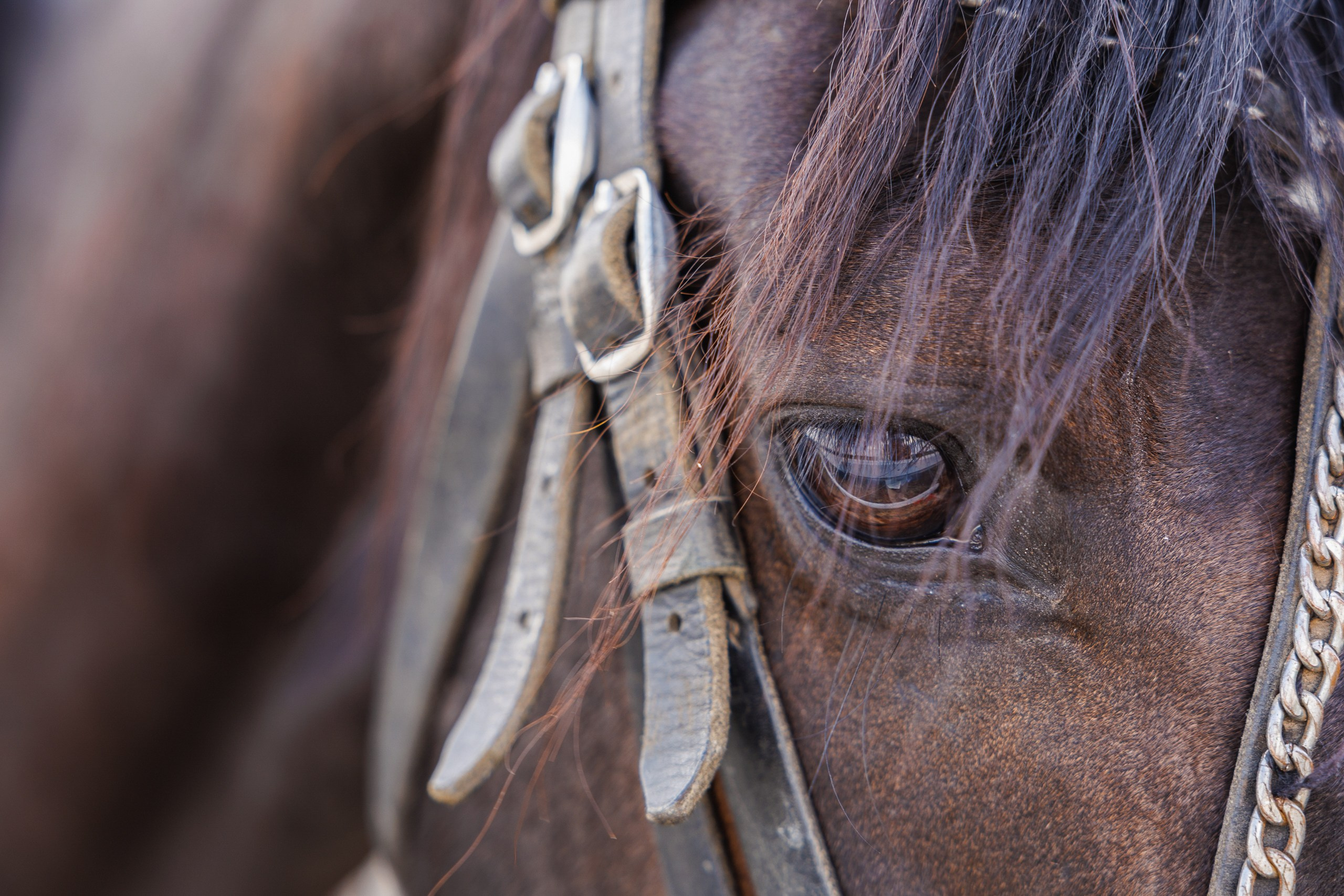 День Поля 2025 Волгоград. Фотограф Ставрополь Петр Голубенко