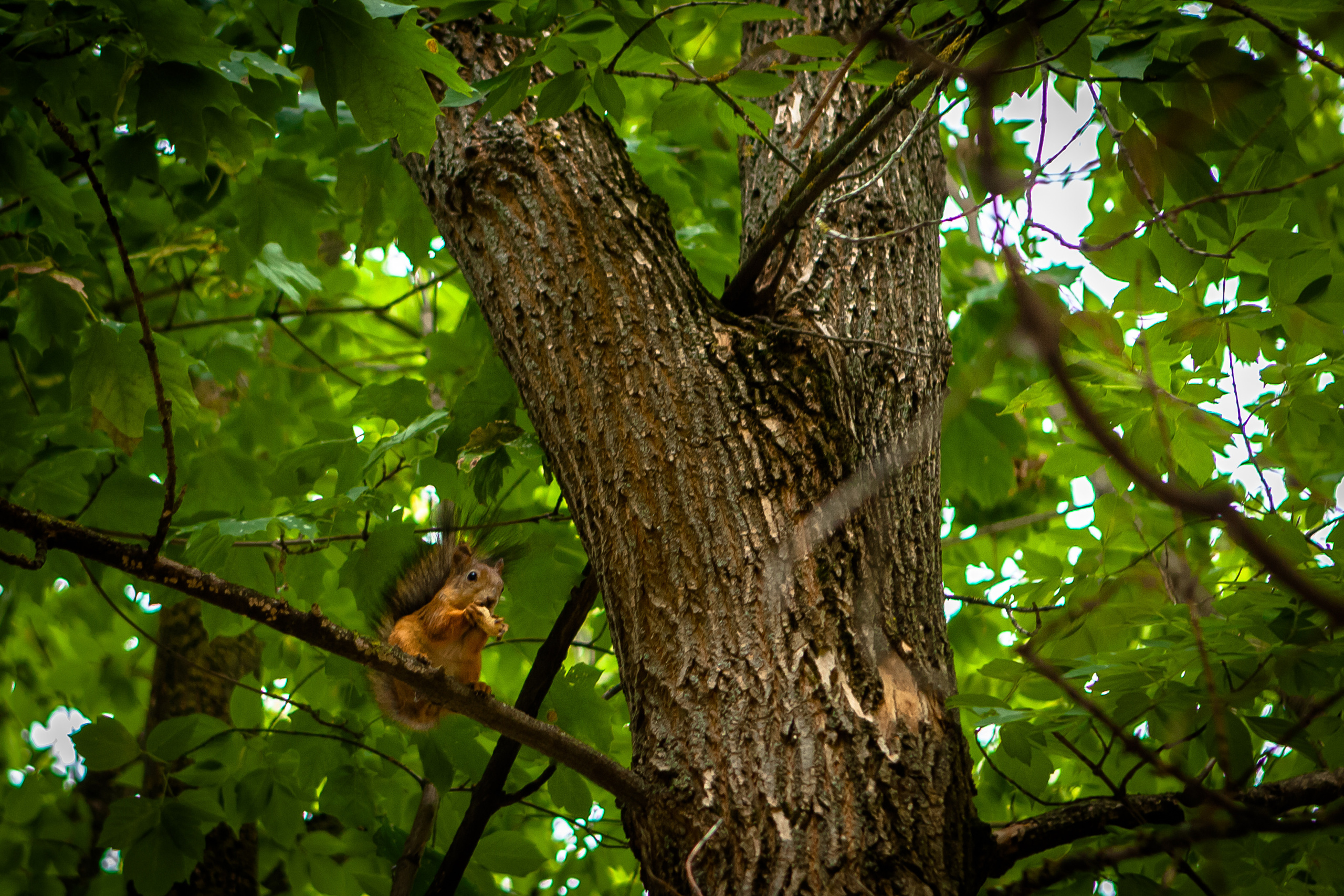 Животные. Alexander Grigoryan photography