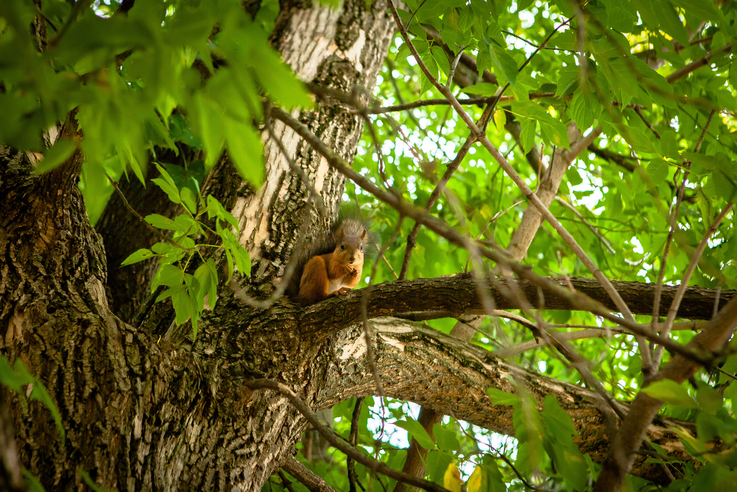 Животные. Alexander Grigoryan photography