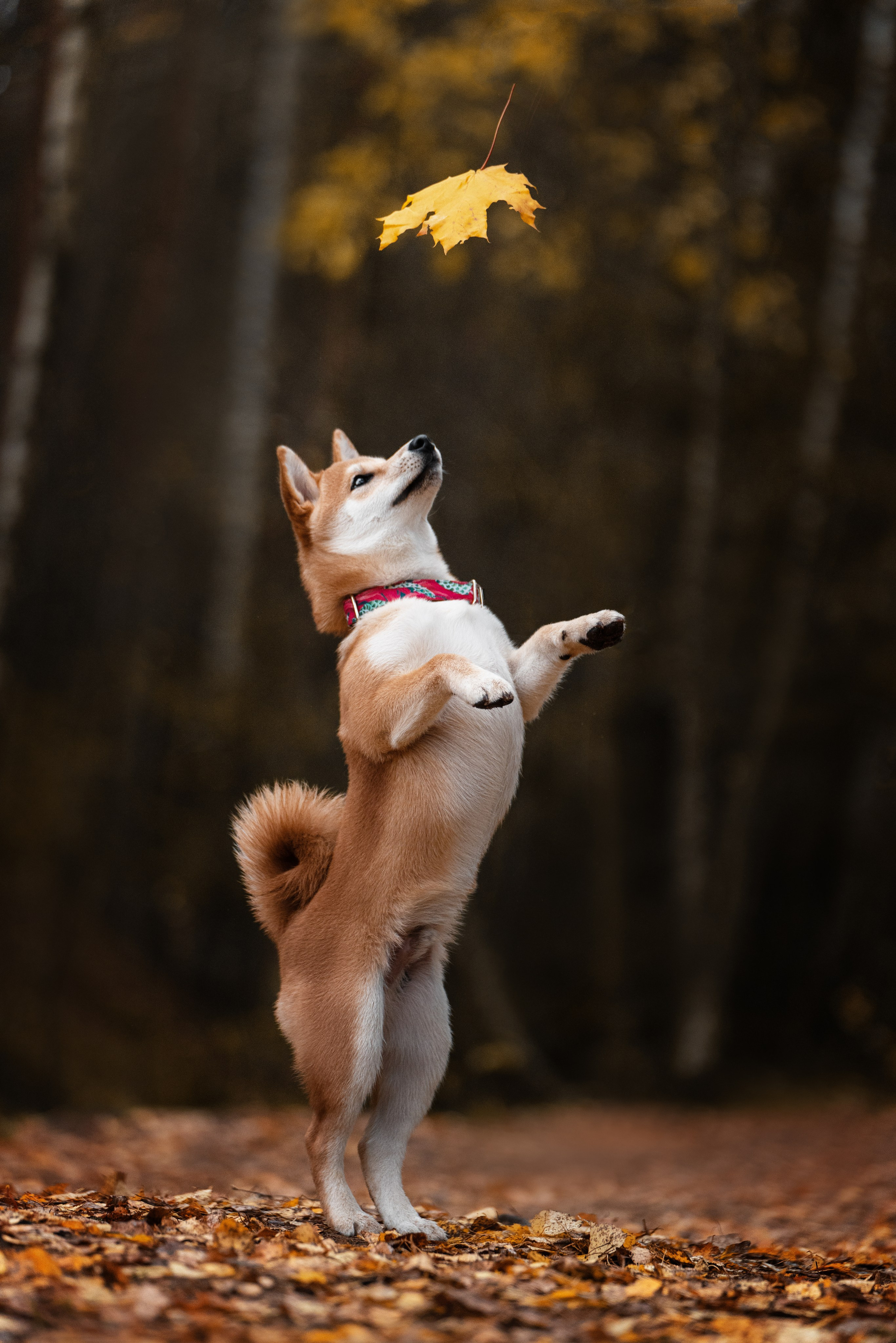 Сабуру. Фотограф анималист Осипчикова Мария