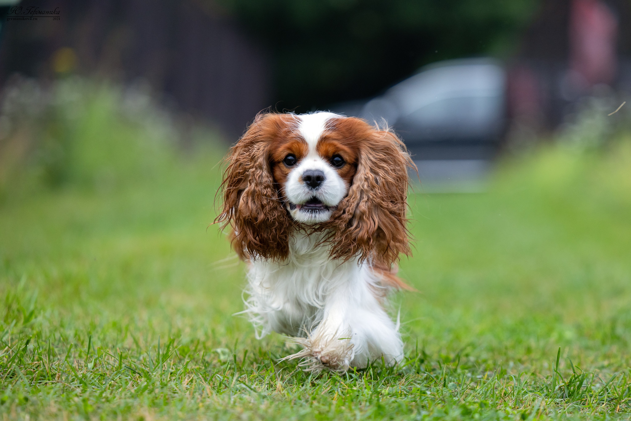 Ярославль 21.07.24 и Балашиха 13.07.24. Фотограф-анималист Юлия Германика