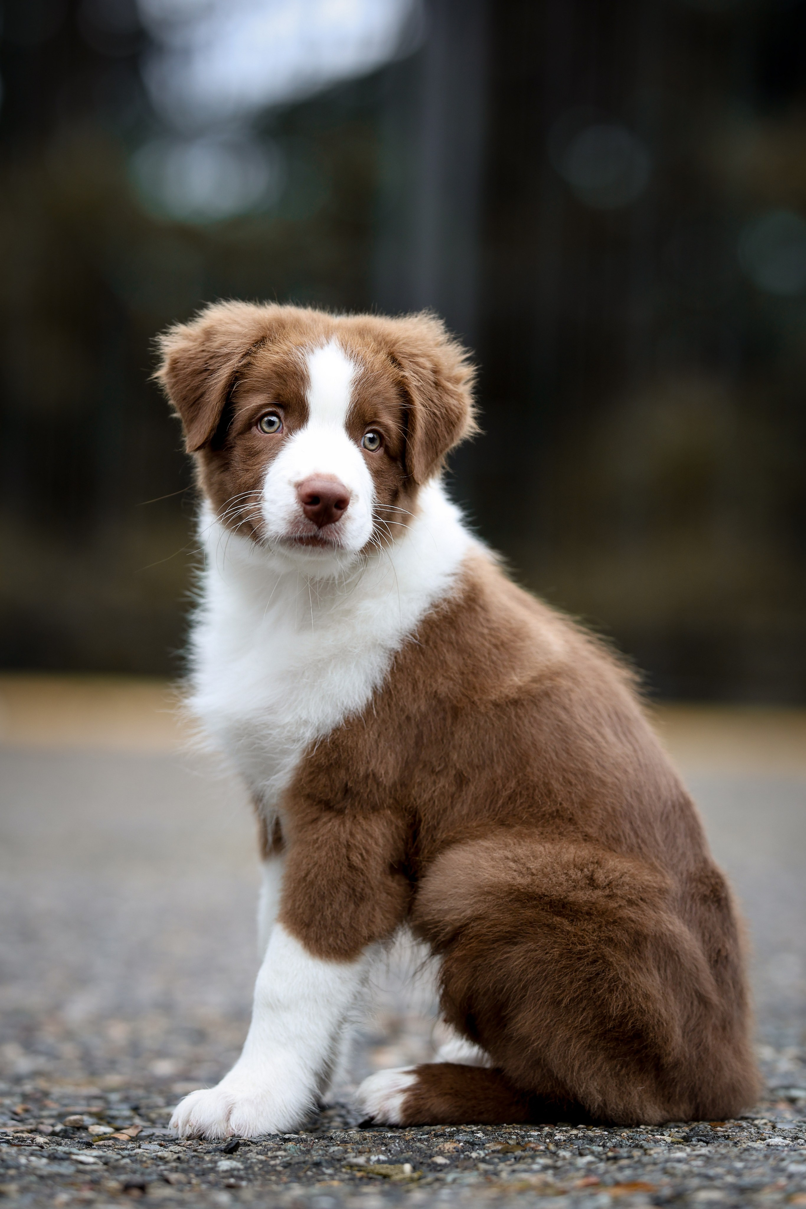Дин, Австралийская Овчарка. Ирина Голомб|Фотограф-анималист в  Сочи и Калининграде
