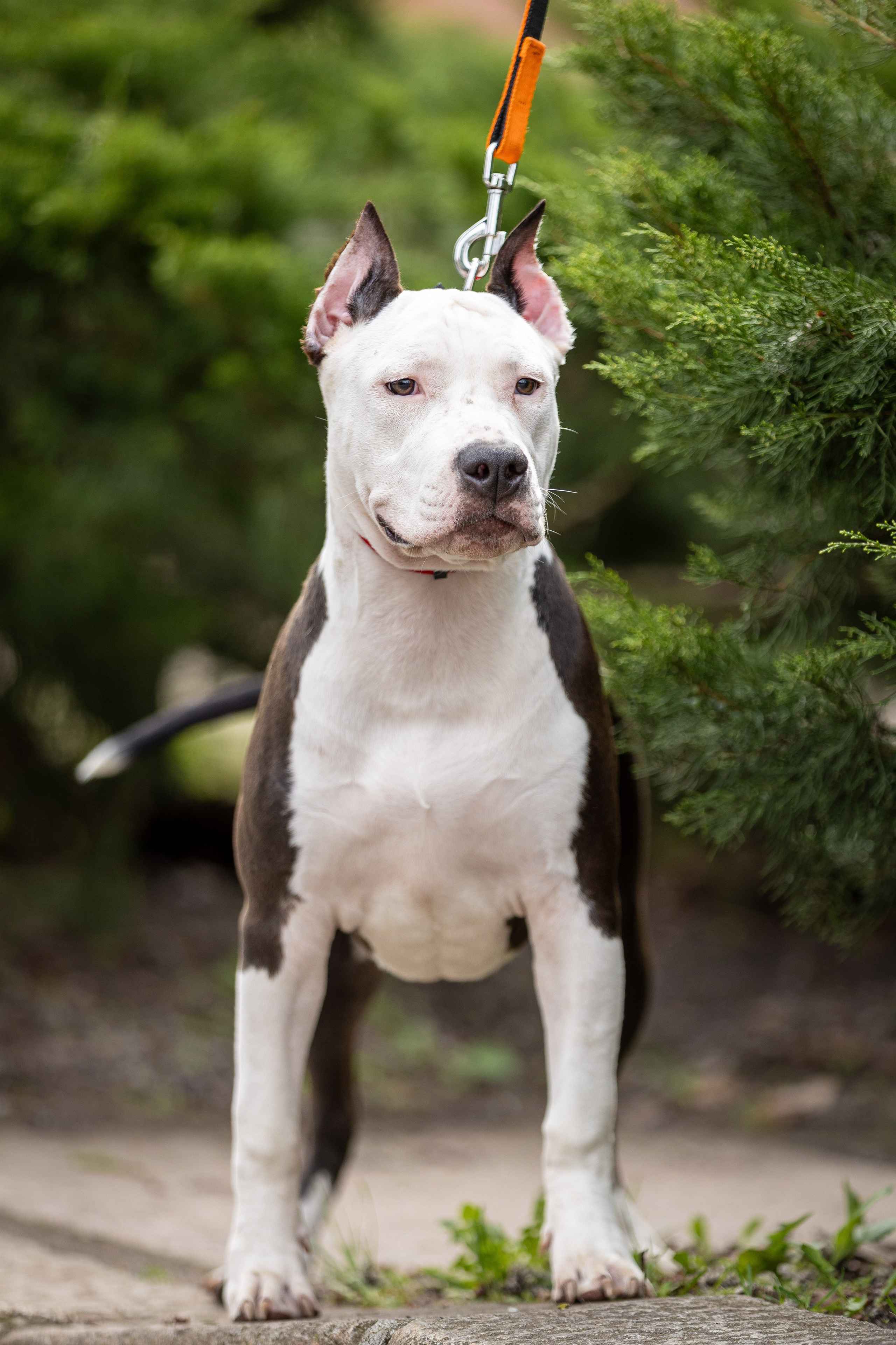 Афина и Мора, Стаффорды. Ирина Голомб|Фотограф-анималист в  Сочи и Калининграде