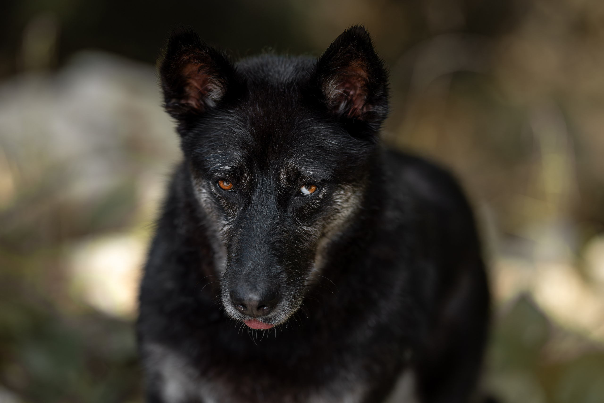 Мини-приют «Возрождение». Ирина Голомб|Фотограф-анималист в  Сочи и Калининграде