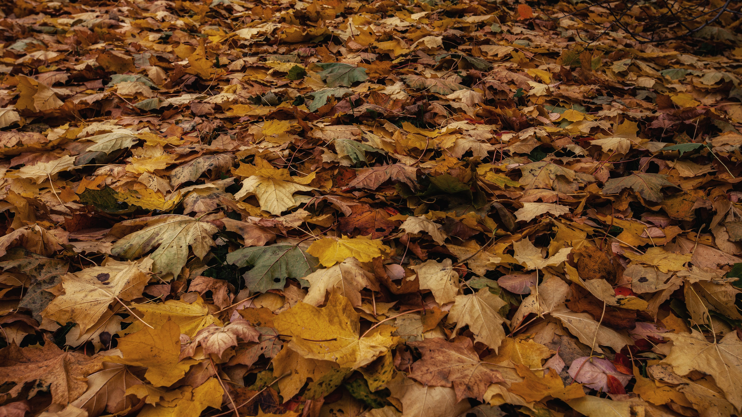 Царское село. Пейзажный и семейный фотограф в Санкт-Петербурге Александр Белов
