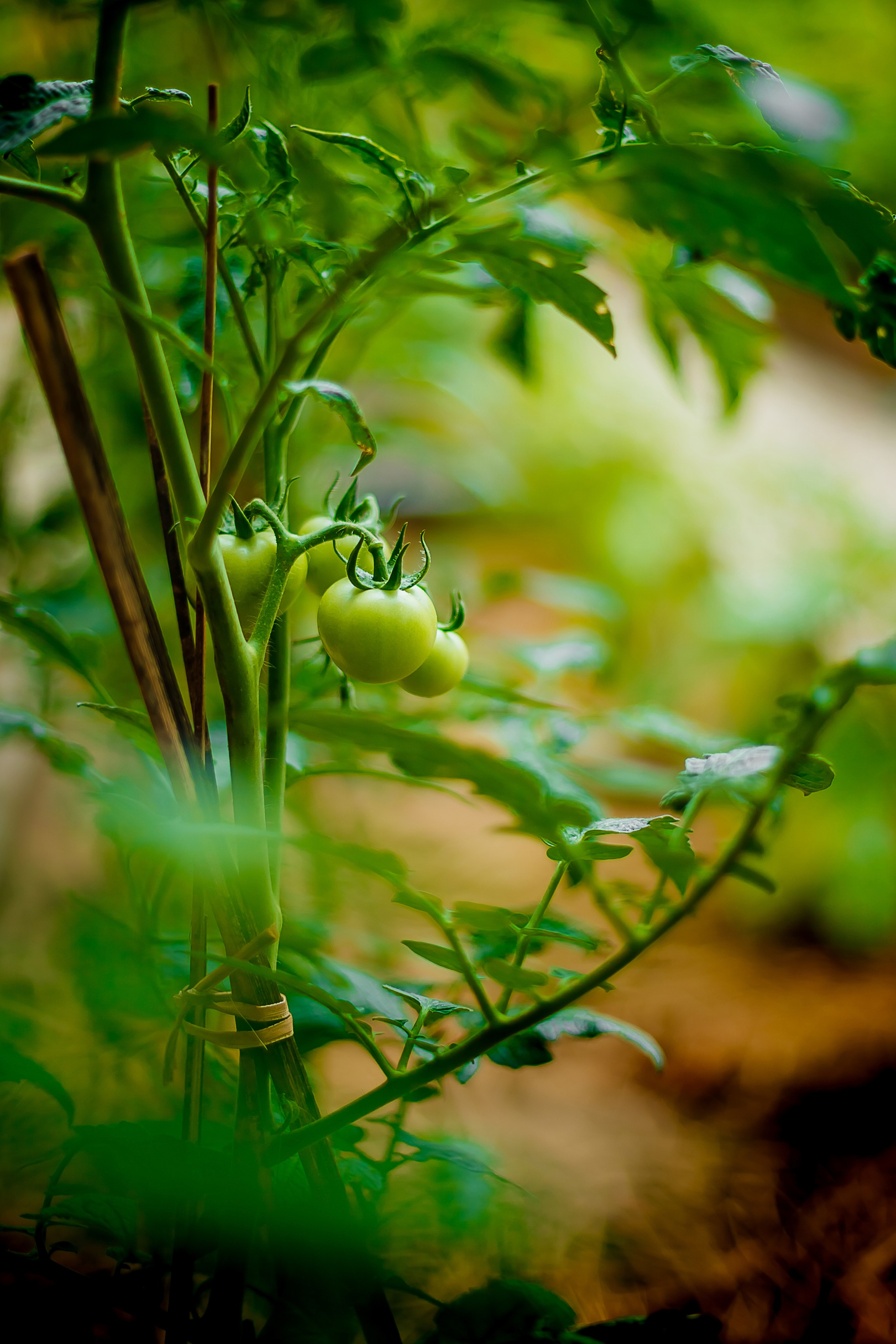 Репортажный фотограф Ялта. Репортажный фотограф Ялта