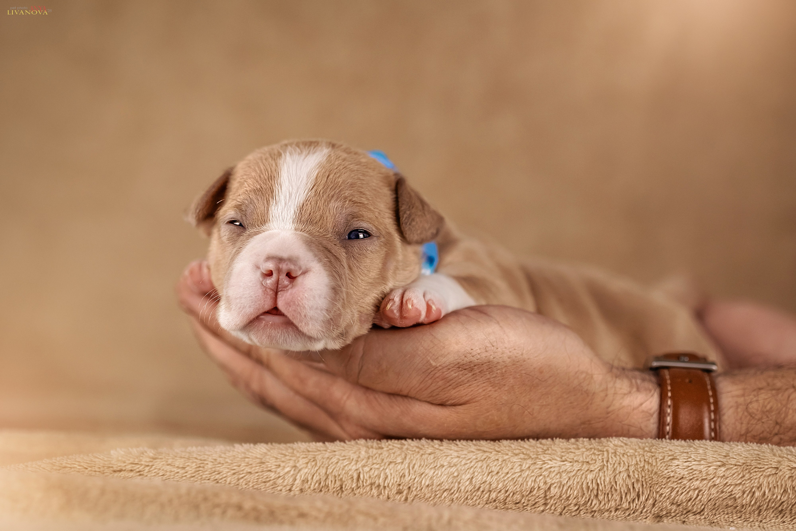 Амбулли. Фотограф анималист Аня Ливанова | Рыбинск