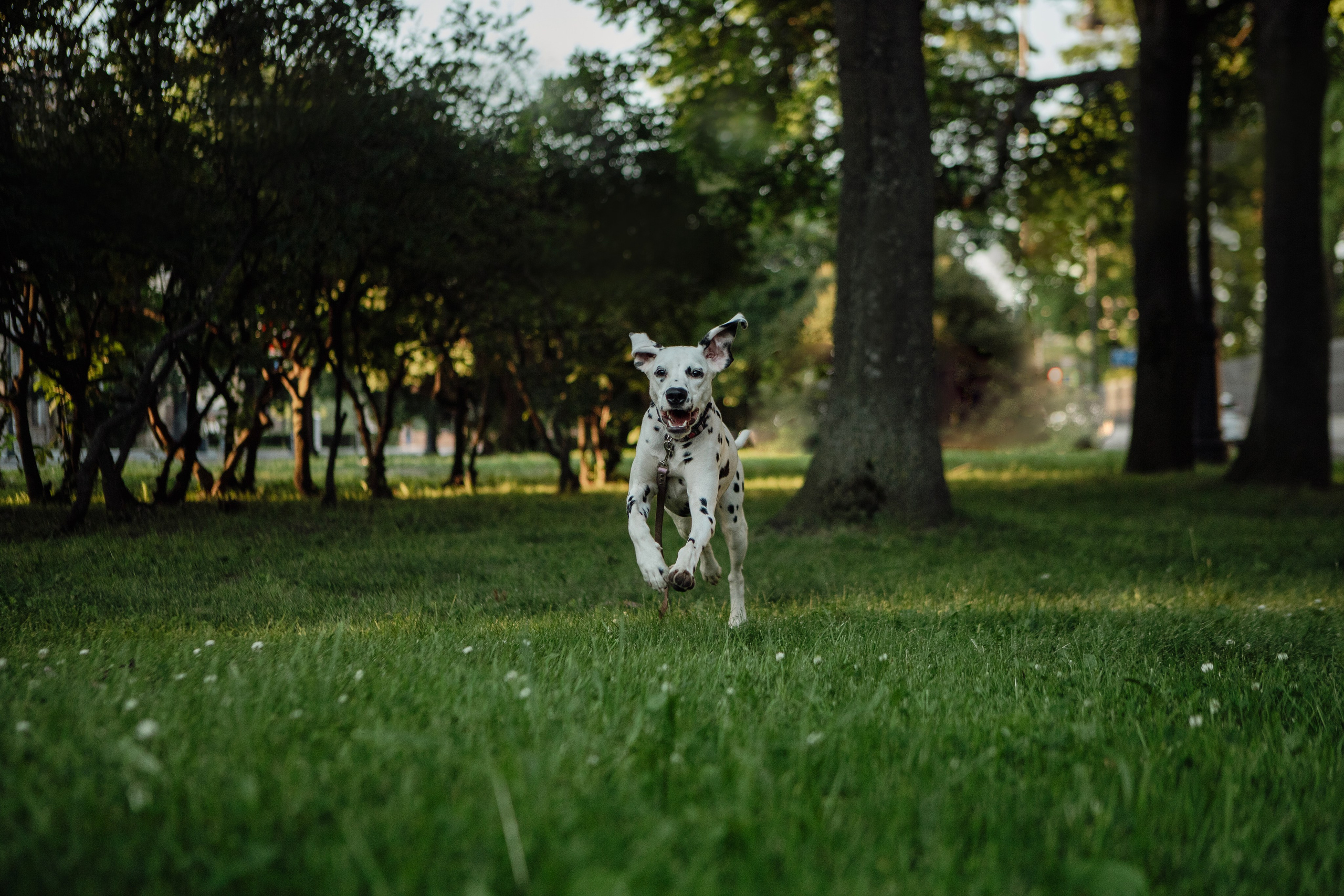 Женя и Сара. Фотограф-анималист в Санкт-Петербурге Алина Яхонт
