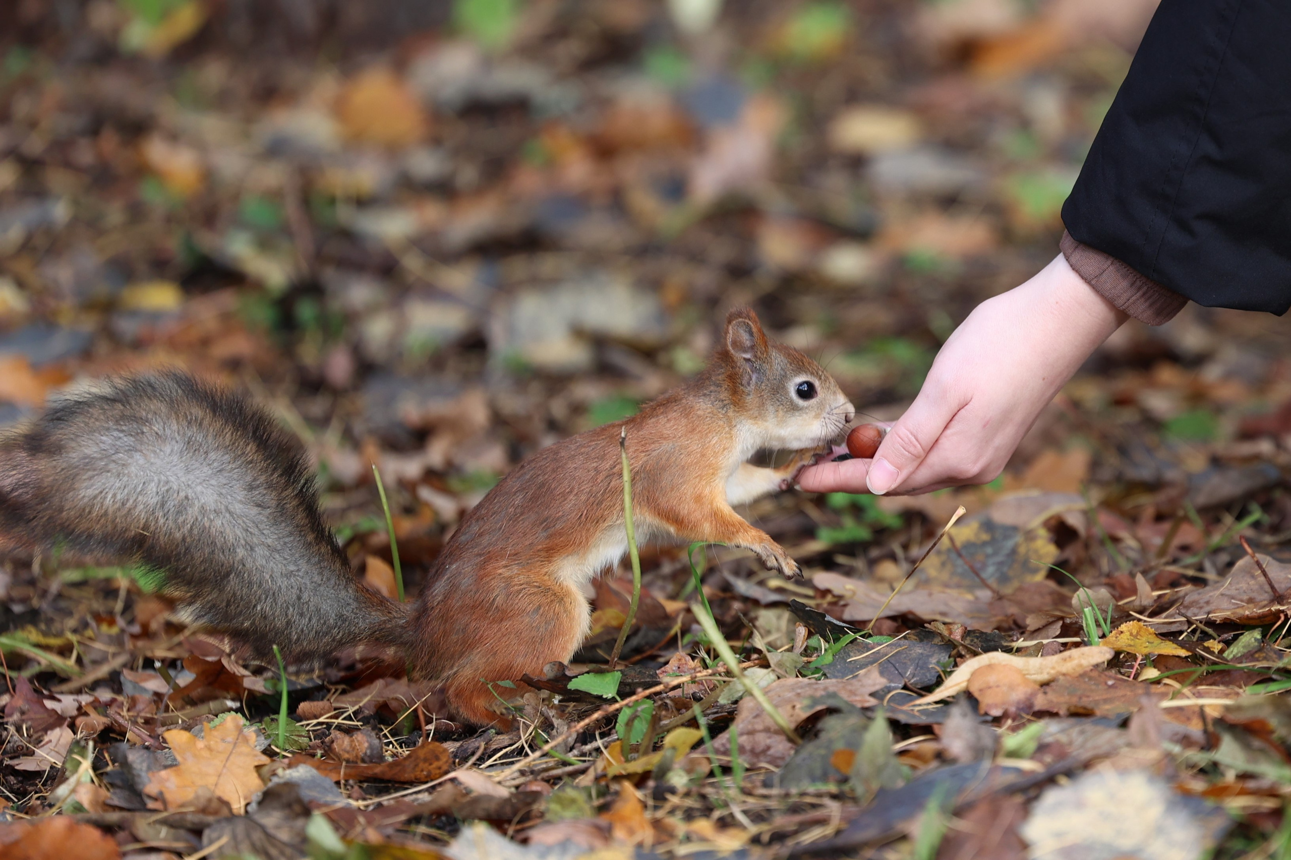 Любимое. Фотограф в Санкт-Петербурге Анна Сосновская