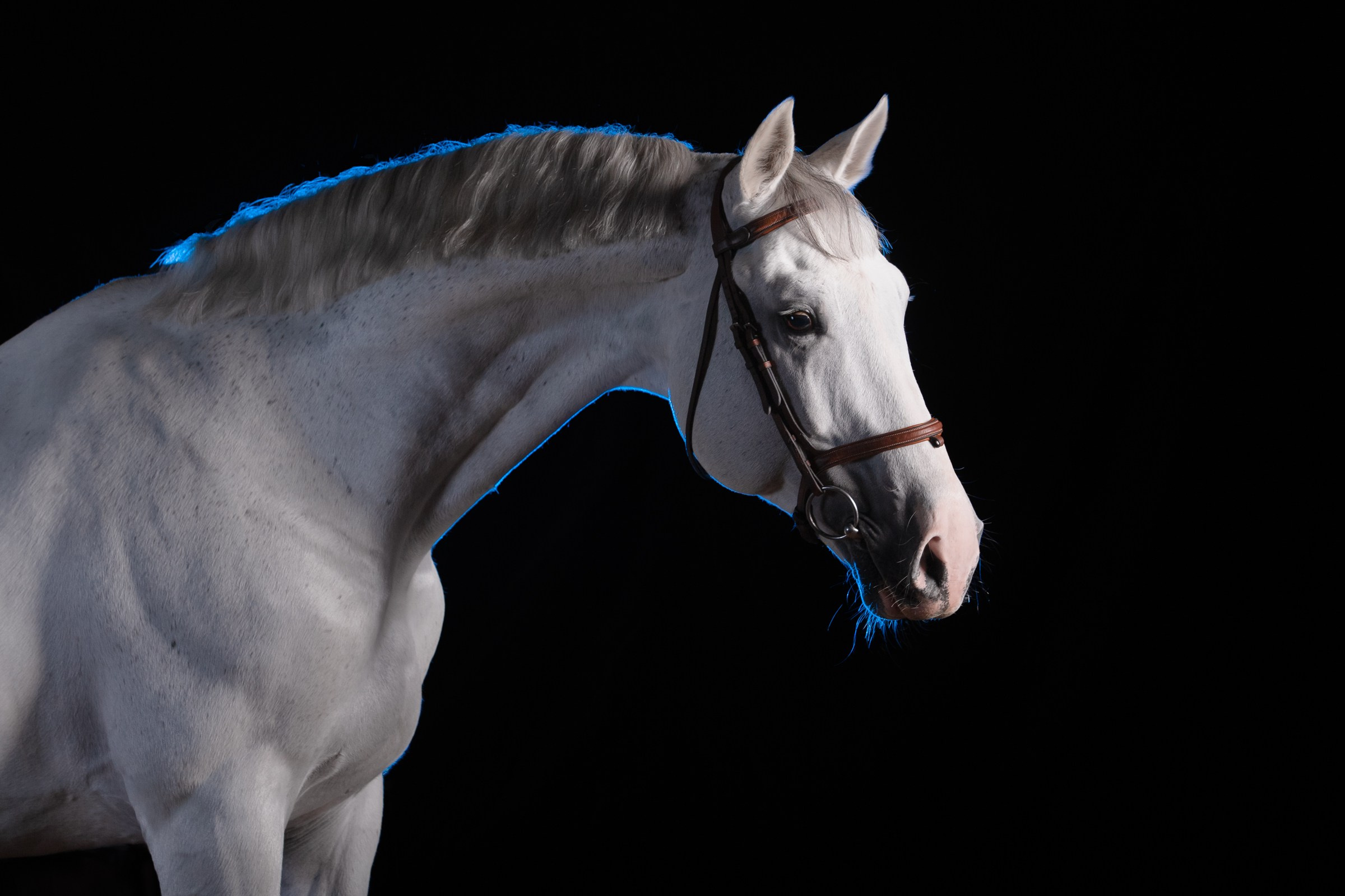 В цвете. KatymartArt — Equine photography