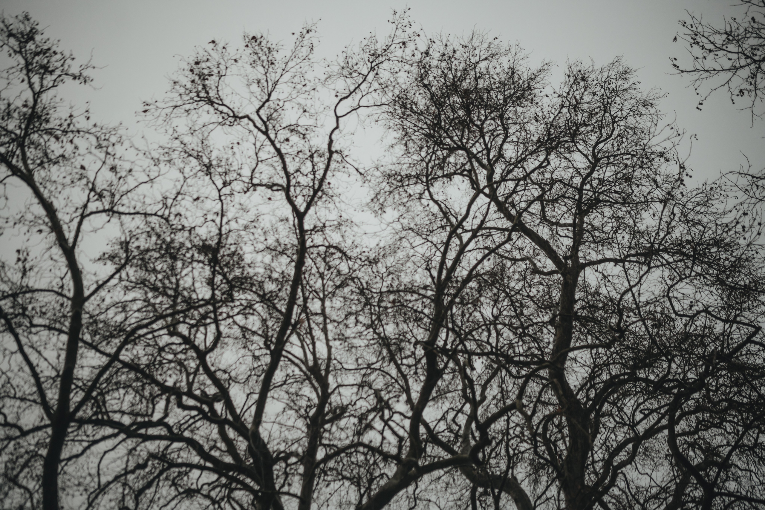 Свадьба в Крымской Ливадии. Свадебный и семейный фотограф и видеограф, Крым, Москва, Санкт -Петербург